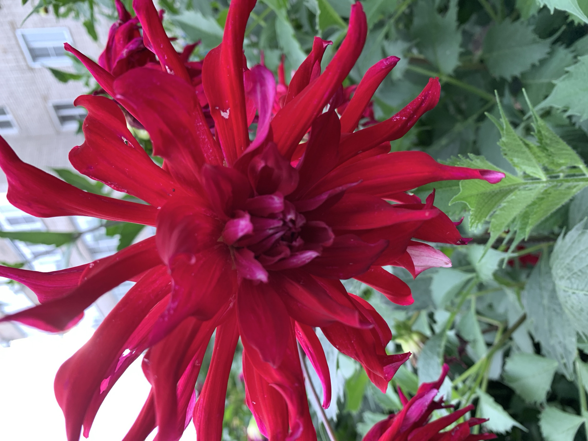 The image displays a close-up, eye-level shot of a vibrant red dahlia flower in full bloom. The flower's petals are long, pointed, and have a slightly curled texture, fanning outwards from a darker, ruffled center. A building with white window frames and light-colored brickwork is visible in the blurred background, suggesting an urban setting. The foliage around the flower is green and leafy, indicating an outdoor environment, possibly a garden or park. The lighting suggests it is daytime, with bright light illuminating the flower. The image's focus is primarily on the dahlia, with the background elements softened. There are no people or animals depicted. The scene does not provide any specific visual cues to pinpoint its exact location within Prokopyevsk, Russia.