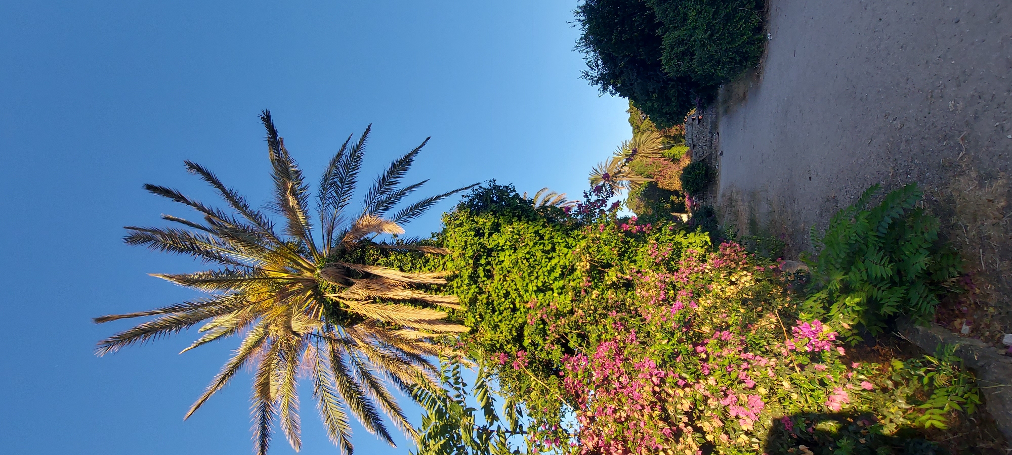 A palm tree with some dry fronds stands tall against a clear blue sky. The trunk of the palm tree is covered in dense green ivy, with vibrant pink flowers blooming at its base. To the left of the palm, a gravel path leads into a garden area. In the background, more palm trees are visible amidst lush green foliage and a stone wall. The scene is bathed in the warm light of what appears to be a late afternoon or early morning sun. The location is the Municipal Unit of Rhodes, Greece.