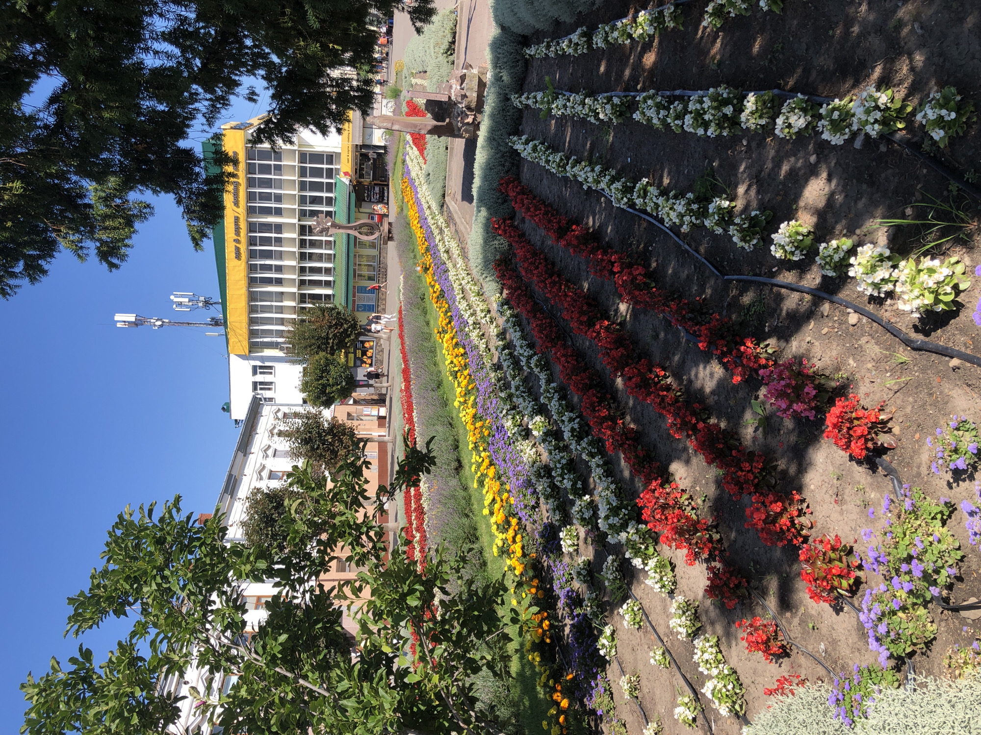 The image depicts an outdoor scene with a vibrant flowerbed arranged in rows of various colors, including white, red, yellow, purple, and lavender. The flowers are planted in soil with black irrigation hoses visible. In the background, a building with a yellow facade and multiple windows is prominent, with a green roof. Further in the background, other buildings and trees can be seen. A few individuals are walking in the distance. The sky is clear and blue, suggesting a sunny day. The overall impression is of a well-maintained public space, likely a park or a city square, showcasing a colorful floral display. There are cellular antennas visible on a tower in front of the yellow building. There appears to be some signage on the yellow building with Cyrillic text, but it is not clearly legible.