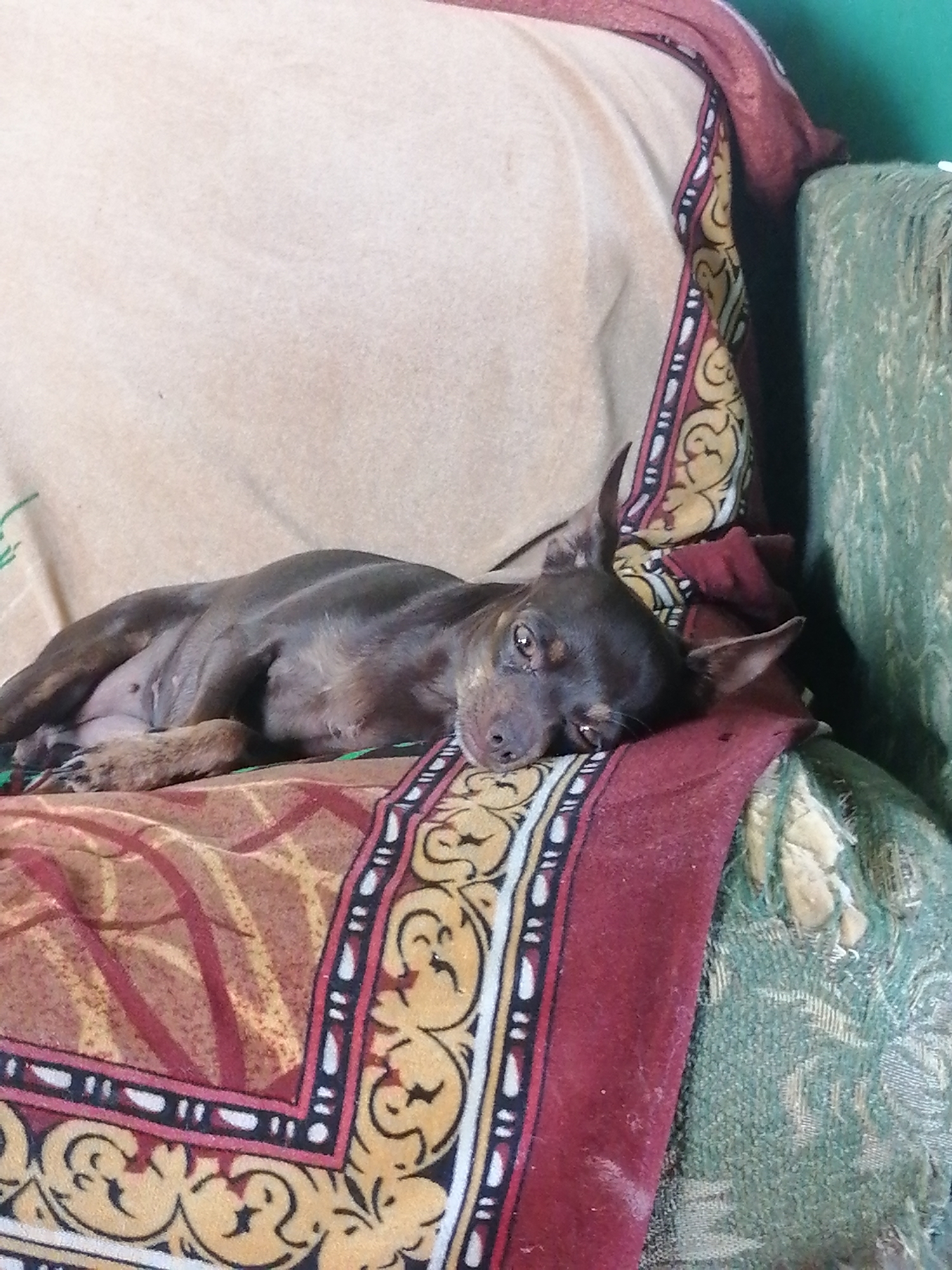 A small, brown dog is sleeping on a couch in Novopokrovka, Russia. The dog is lying on its side with its head resting on its paws. The couch is covered in blankets with a red and gold pattern. The dog appears to be relaxed and comfortable. The lighting in the image is natural, coming from an unseen source. The background is blurred, but it appears to be an indoor setting, possibly a living room.