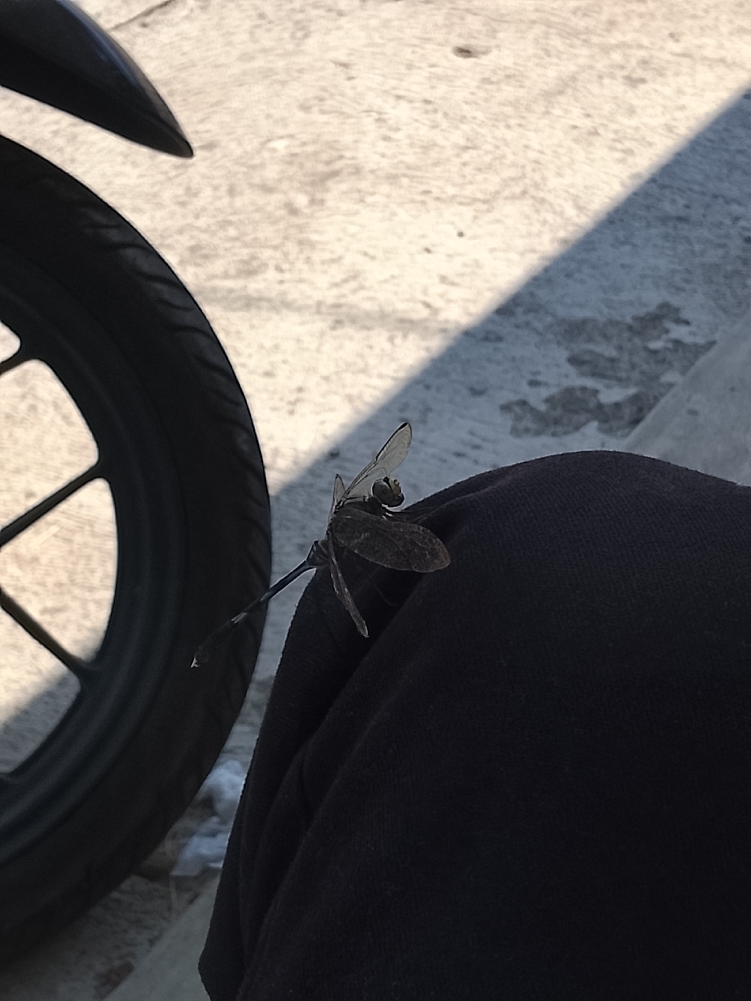 A close-up, eye-level shot shows a dragonfly perched on a person's black fabric, likely pants or a jacket. The dragonfly is dark brown with clear wings. To the left of the frame, a portion of a black motorcycle tire is visible, with its tread pattern and spokes. The background consists of a light-colored, textured surface, possibly pavement or a sidewalk, with a diagonal shadow cast across it, indicating a sunny day. The scene appears to be outdoors in Sidabowa, Indonesia.