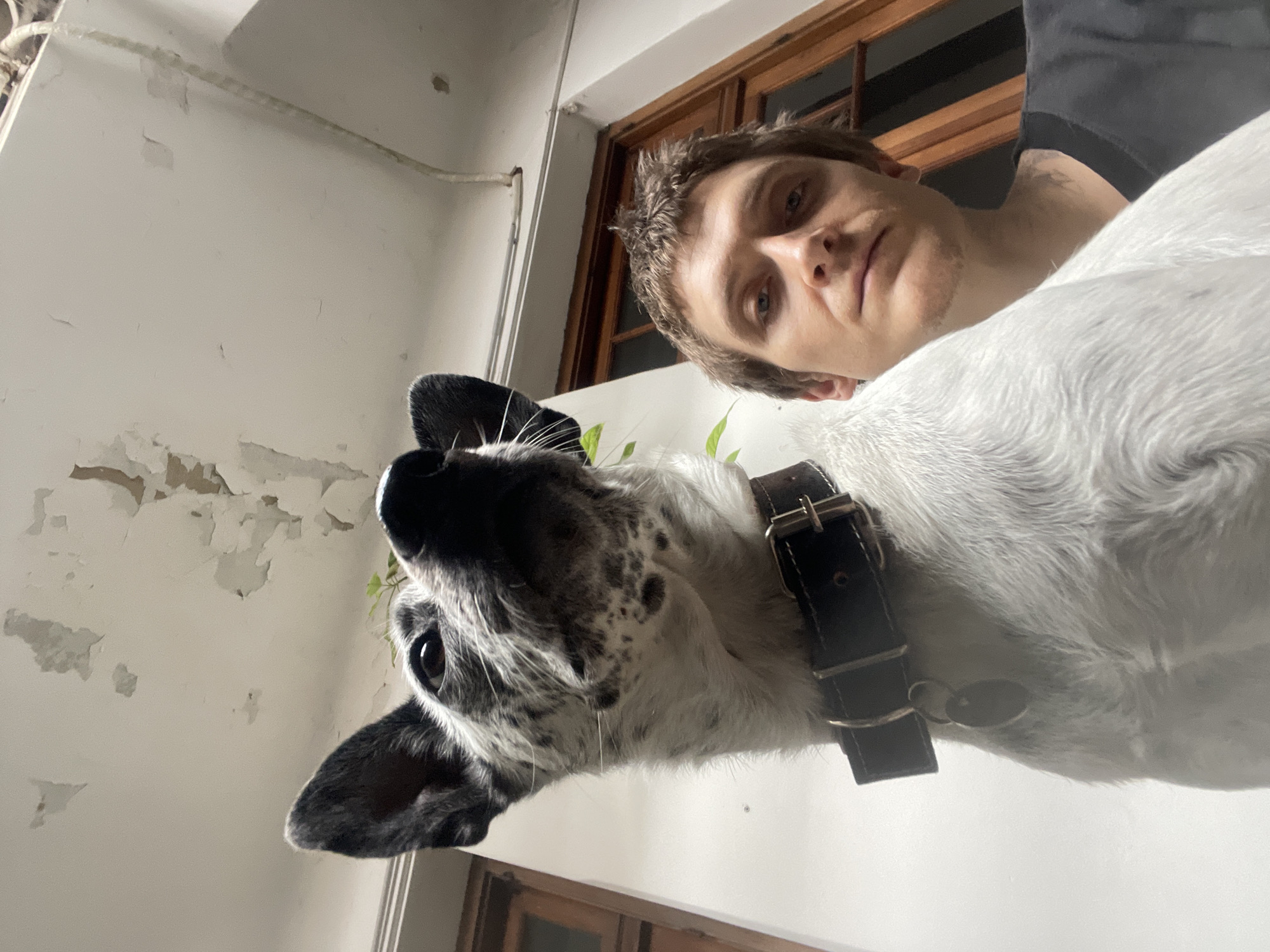 A man and a dog are in a close-up, low-angle shot. The man has short brown hair, fair skin, and is wearing a black shirt. The dog is mostly white with black spots on its head and ears. It is wearing a black leather collar with a silver buckle and a circular tag. Green leaves are seen to the left of the dog's head. The background includes a white wall with peeling paint and a wooden window frame. The location appears to be indoors, possibly a residence. There is no information available to confirm if the scene is located in Buenos Aires, Argentina.