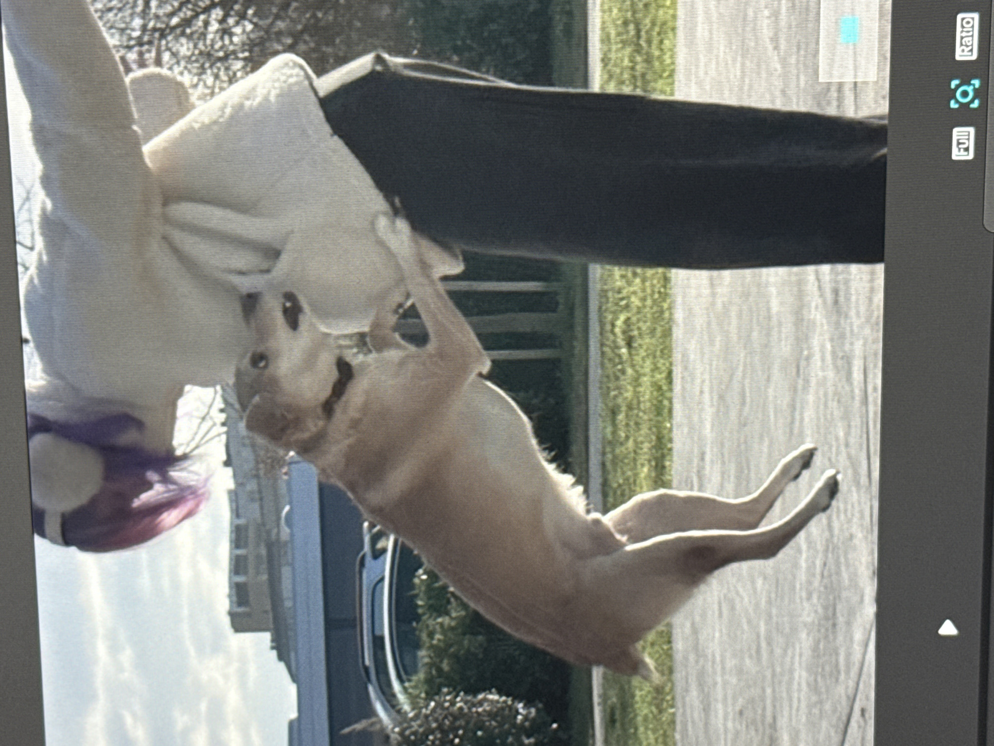 An outdoor, daytime scene depicts a light-colored dog, possibly a Labrador, in mid-jump, with all four paws off the ground. The dog, wearing a black collar, is oriented vertically, leaning against the midsection of an individual partially visible on the right. The individual wears a white textured jacket, dark trousers, and has purple hair visible beneath a white furry earmuff or headband. The person's face is not visible. The dog's mouth is slightly open. In the foreground, a paved path is visible, bordered by a strip of green grass. A dark-colored vehicle with roof rails is parked behind the grass. In the distant background, a large, multi-story building with a flat roof and numerous windows is visible. This building is consistent with the architecture of the Klinika za dječje bolesti Zagreb (Children's Hospital Zagreb) when viewed from the Srebrnjak or Rebro area within the City of Zagreb, Croatia. Bare tree branches are also visible on the right. The sky is partly cloudy. The image is presented on a digital screen, with a dark gray control bar at the bottom displaying UI elements including "Full" and "Ratio."