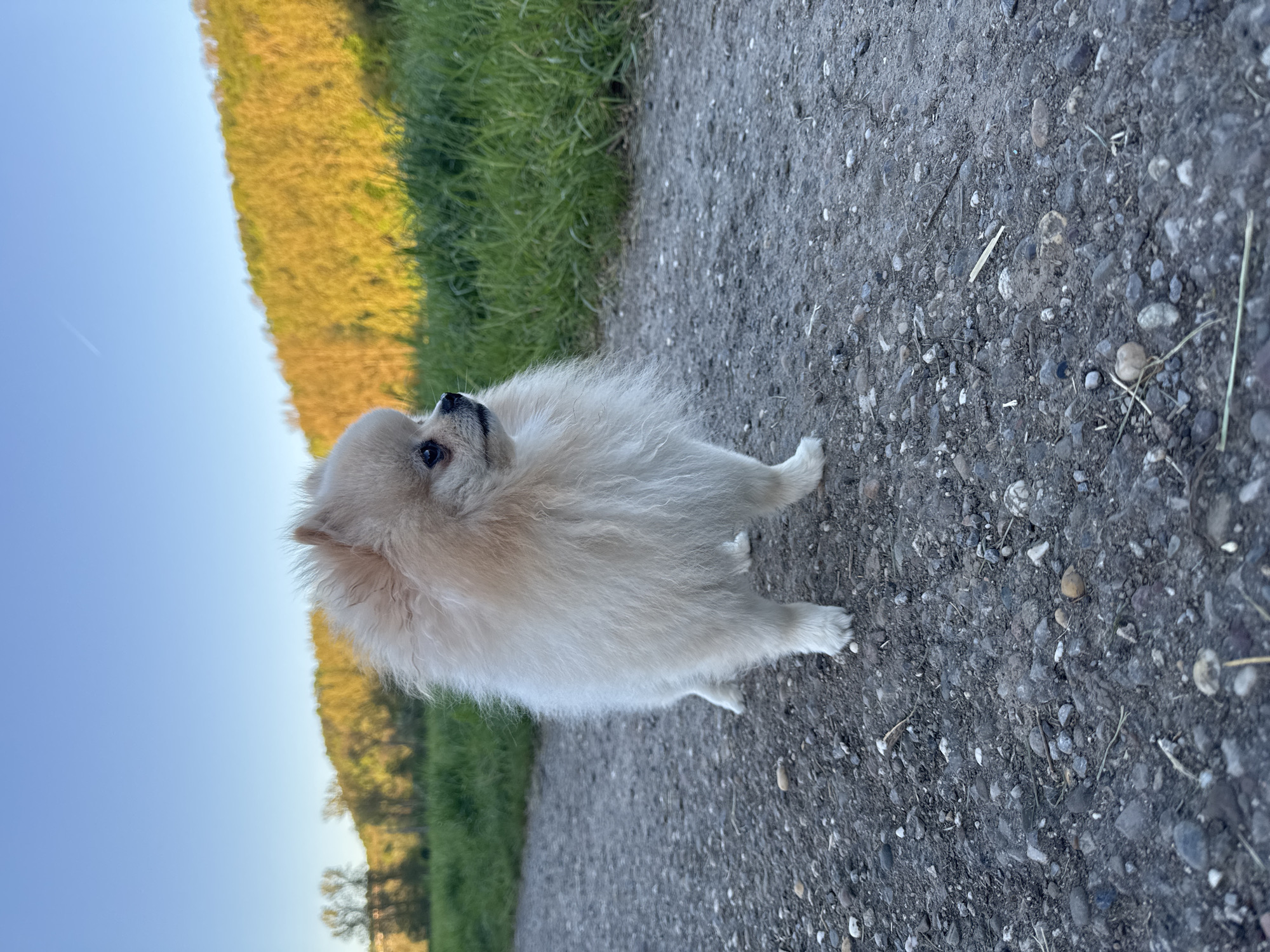 A small, fluffy, light-colored dog, likely a Pomeranian, is the central subject of this image, standing on a gravel path in an outdoor setting. The dog has cream or light blonde fur and is looking attentively upwards and slightly to its left with perked ears.
The scene depicts a natural environment, possibly a rural path or a track through a park in Bietigheim-Bissingen, Germany. The path itself is composed of small stones and gravel, with some sparse dry grass. To the left of the path, a vibrant area of green grass and foliage extends into the background, where more distant trees or bushes are visible. The vegetation on this side is illuminated by a warm, golden light, suggesting either late afternoon or early morning. Above the landscape, a clear, bright blue sky dominates the upper portion of the frame.
The lighting indicates sunny and pleasant weather conditions. The dog's posture suggests curiosity or alertness, perhaps looking at its owner or something in the distance. No text is visible in the image.