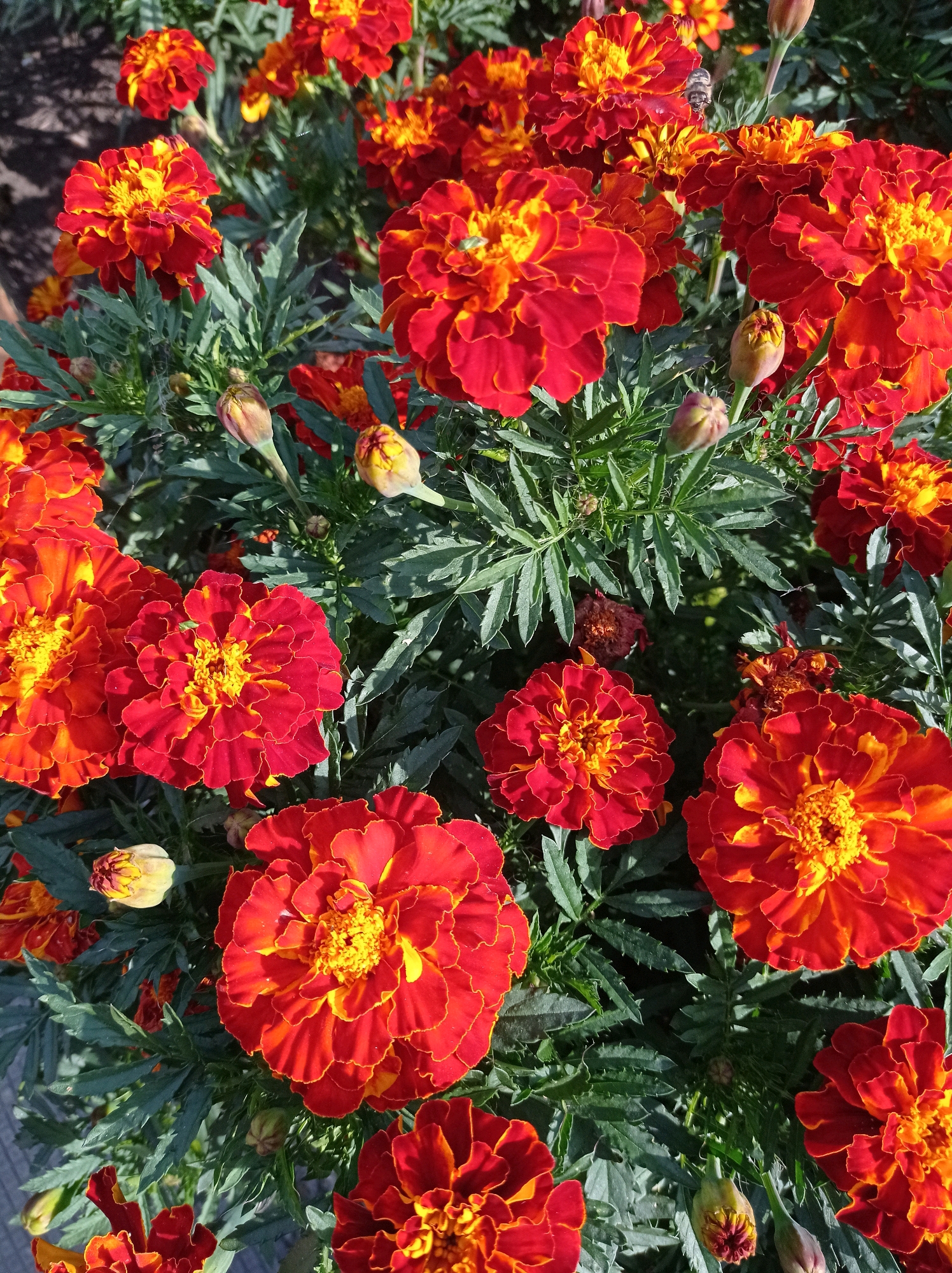 The image displays a close-up view of a cluster of bright orange and red marigolds in full bloom, interspersed with green foliage and a few unopened buds. The flowers are dense and textured, with layered petals radiating from a vibrant yellow-orange center. Sunlight highlights the delicate edges of some petals, creating a contrast with the darker shadows. In the background, hints of a paved surface are visible, suggesting an outdoor setting. The scene is devoid of any people or identifiable landmarks that would specify its location within Degtyarsk, Russia. The focus is solely on the natural beauty of the marigolds, captured in a still, sunlit moment.