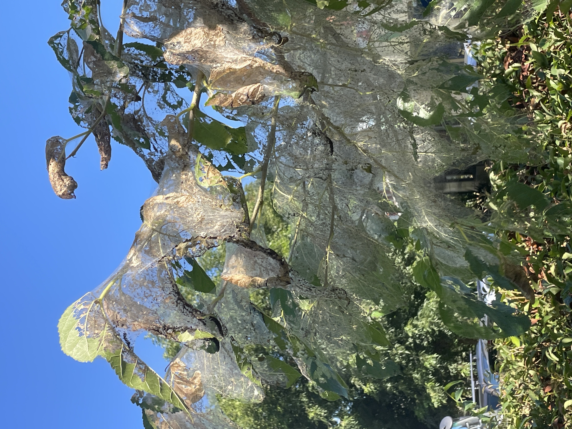 In Sochi, Russia, a tree branch is covered in a dense web spun by caterpillars. The webbing obscures most of the leaves, which are also partially eaten. The sky above is a clear blue. In the background, green foliage and the tops of cars are visible. The overall impression is one of an infestation, with the caterpillars having consumed a significant portion of the tree's leaves and covered the branches in their silken cocoons.