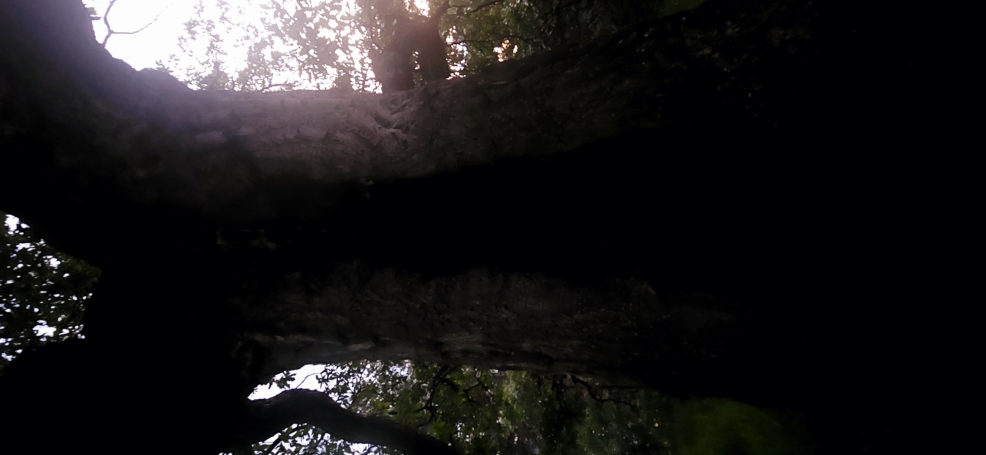 The image displays a vertically oriented view of a large, robust tree trunk, situated in Gutsal, Bulgaria. The tree, appearing ancient, dominates the frame and is heavily backlit, resulting in a dark, silhouetted appearance. A significant, deep black, vertical cavity is prominently visible within the central portion of the trunk. The bark is dark and textured, with minor surface variations perceptible on the right side of the trunk where some light filters through.
Strong illumination emanates from behind the tree, particularly from the upper right, casting a bright, luminous background through gaps in the foliage. Silhouetted leaves and branches are visible against this intense light in the upper and right portions of the image. The lower half of the image, comprising the base of the tree and foreground, is rendered in profound darkness, obscuring details. No human subjects, animals, or specific man-made objects are identifiable within the scene.