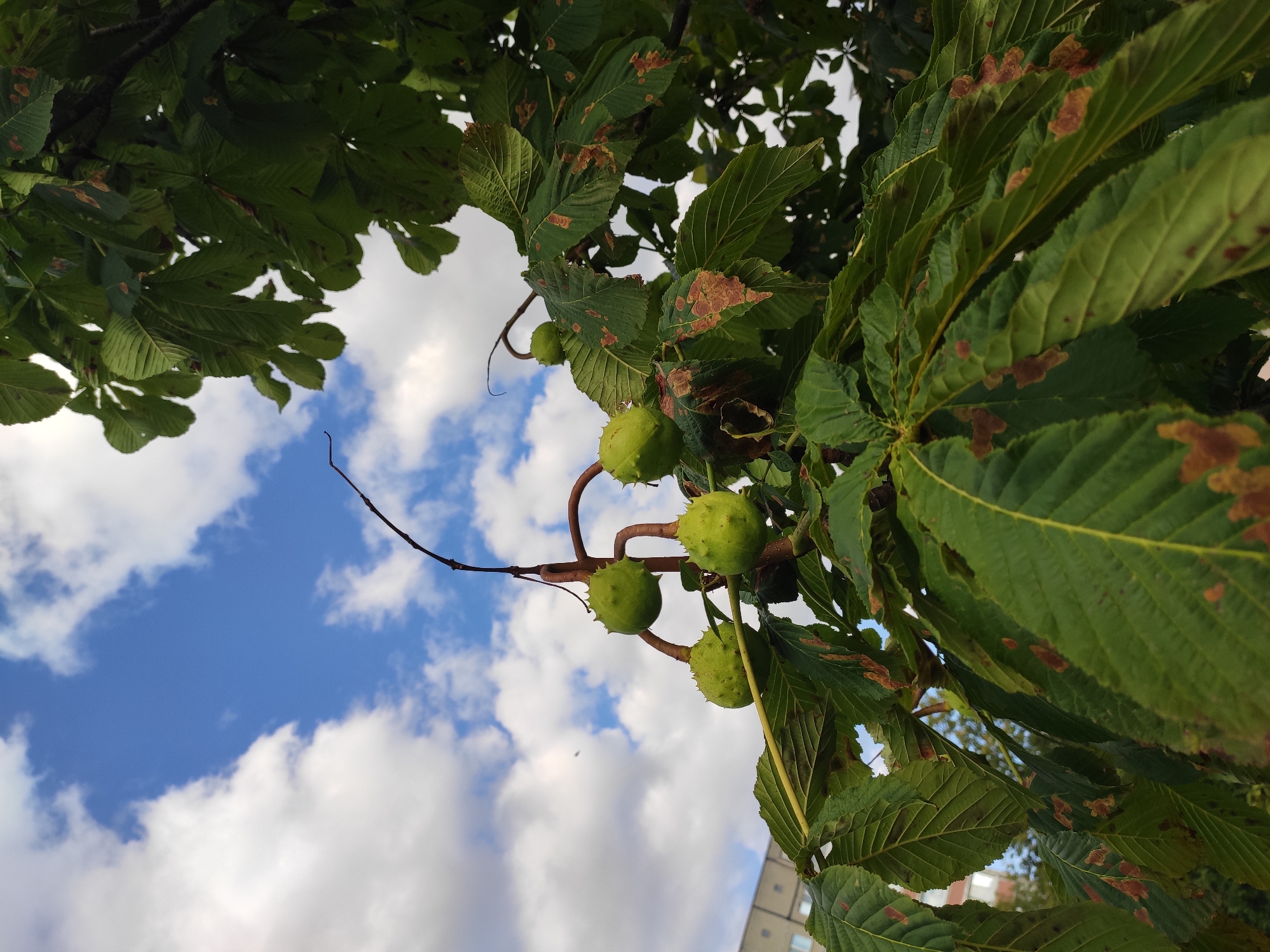 The image shows a close-up of a horse chestnut tree with developing conkers against a bright blue sky with scattered white clouds. The leaves are large and compound, with some showing signs of browning or discoloration. A few green, spiky conkers are visible on thin branches hanging from the tree. In the background, a light-colored building with windows can be seen, suggesting an urban setting. This scene is typical of late summer or early autumn in Homyel, Belarus, when the horse chestnut trees begin to produce their fruit.