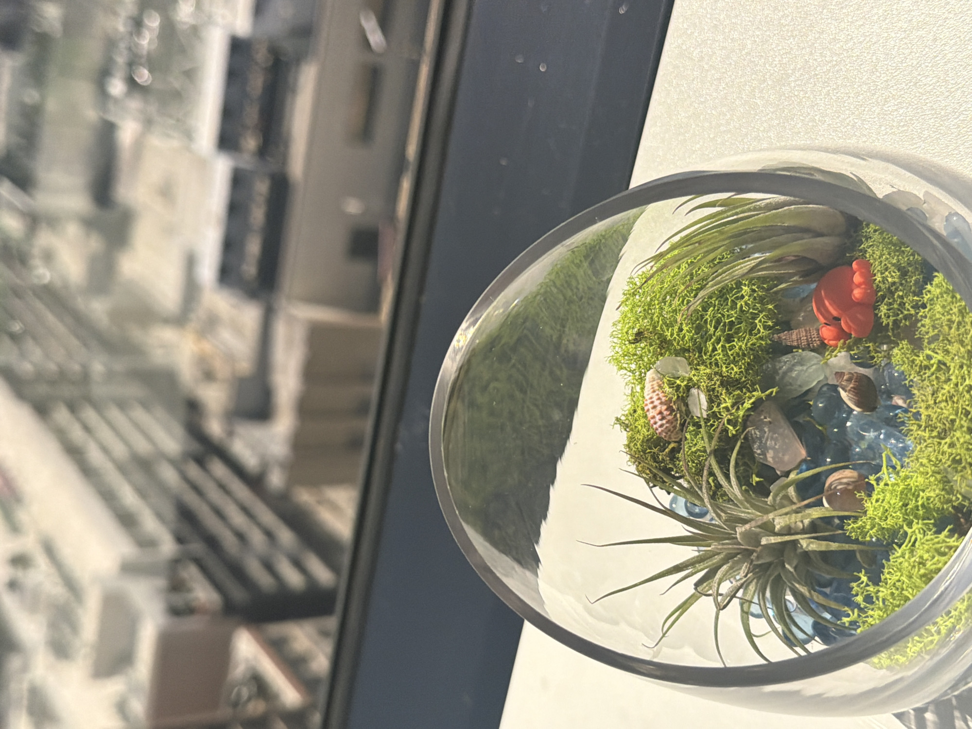 A clear glass terrarium is prominently displayed, tilted to the side, and resting on a light-colored surface next to a window. Inside the terrarium, a miniature ecosystem is arranged, featuring vibrant green moss that covers much of the base. Several air plants (Tillandsia) with spiky, grey-green leaves are nestled within the moss. Decorative elements include small seashells, translucent clear stones, and a scattering of small blue pebbles or glass beads. A distinct, bright red or orange textured figurine, possibly resembling a piece of coral or a whimsical mushroom, adds a pop of color to the arrangement.
The scene is illuminated by bright natural light, suggesting it is daytime under sunny weather conditions. Strong light from the right casts subtle shadows. The window frame, partially visible on the left, is dark. The background seen through the window is heavily blurred but reveals shapes consistent with urban or residential buildings, possibly apartment complexes or commercial structures, hinting at an elevated view in a city environment such as Los Angeles. No specific activity is taking place; the image is a static shot of the terrarium setup. There is no visible text.