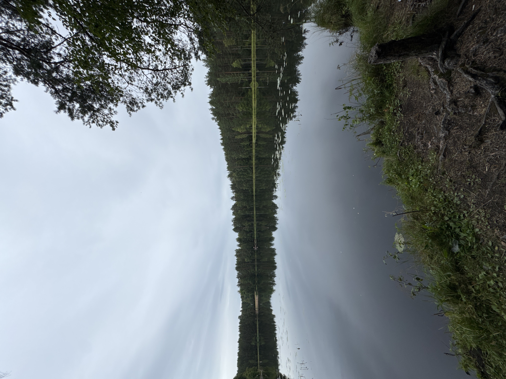 A tranquil, overcast day at a lake in Lekhtusi, Russia. The image captures a wide shot of the serene lake, its surface smooth and reflective, mirroring the dense pine forest that lines the opposite shore. The sky is a uniform grey, hinting at impending rain. In the foreground, the grassy bank slopes down to the water's edge, with visible tree roots and a weathered wooden stump. A few lily pads dot the water closer to the shore. The reflection of the forest is sharp, creating a symmetrical composition. The overall impression is one of quiet solitude and natural beauty.