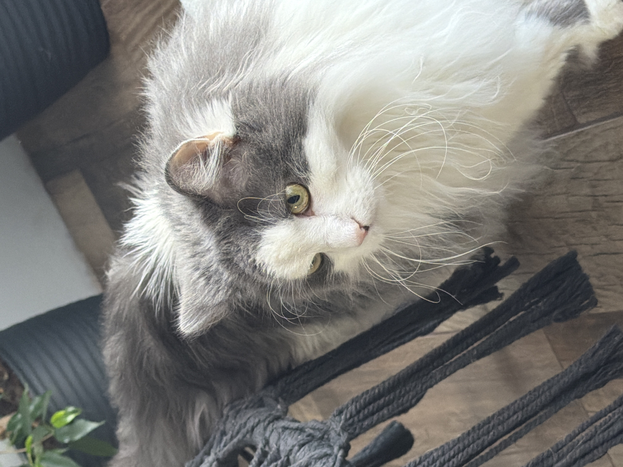 A long-haired, grey and white cat with green eyes is lying on top of a gray macrame plant hanger on a wooden floor. The cat is looking up at the camera. A black planter with green plants is visible to the left of the cat. The location is not indicated, therefore city of Chaikovsky, Russia cannot be confirmed.