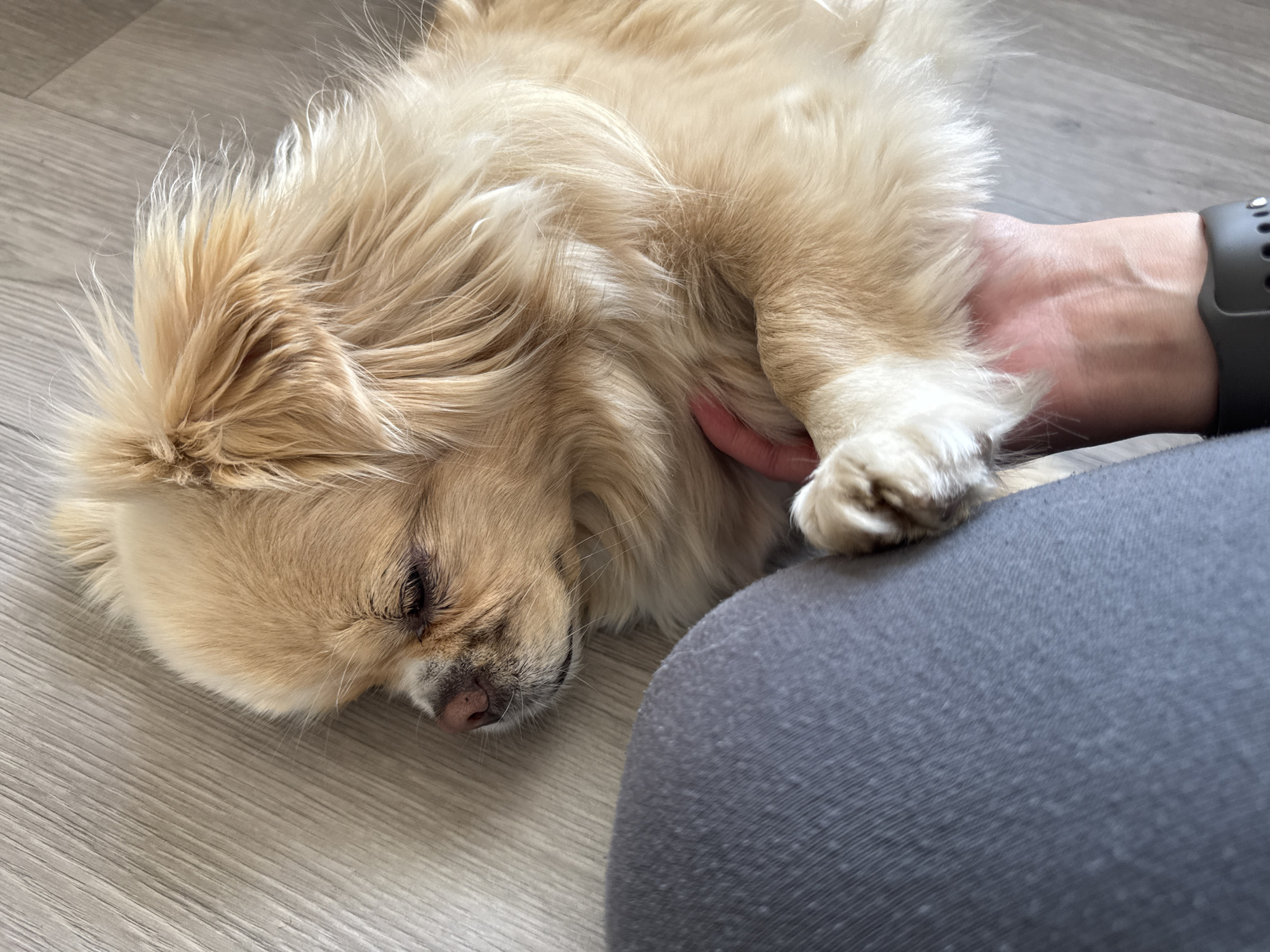 An overhead shot shows a small, light-colored dog with its eyes closed, resting its head on a person's hand. The dog's fur is a mix of tan and white, with longer strands around its ears and head. Its nose is dark pink, and its eyes are a deep brown. The person's hand, which is supporting the dog's head, is pale with visible veins. The person is wearing a grey long-sleeved shirt or sweater and a dark smartwatch on their left wrist. The dog is lying on a light-colored wooden floor. The image is cropped to focus on the dog and the hand.