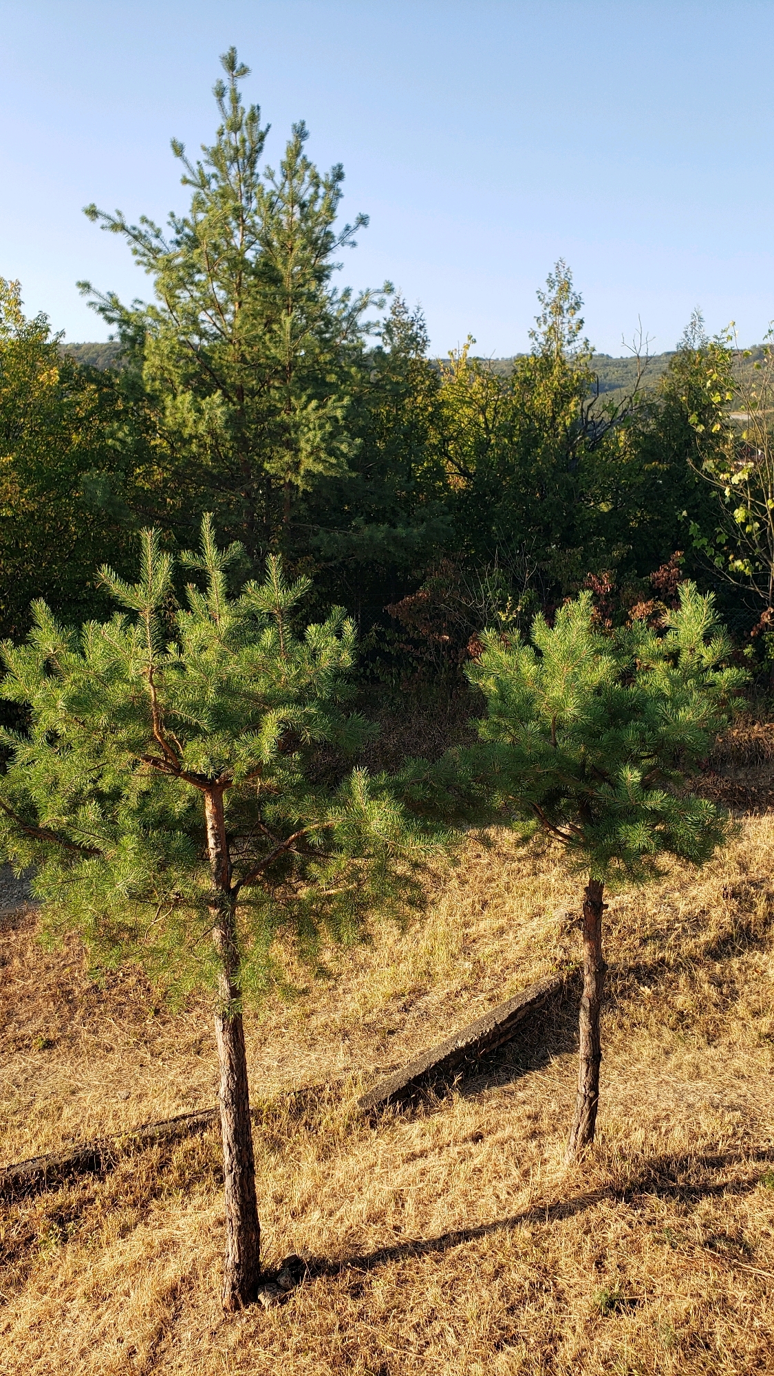 This image depicts a sun-drenched outdoor scene featuring two young pine trees in the foreground. They stand on a slope covered in dry, yellow grass. Behind them, a dense forest stretches across rolling hills under a clear blue sky. The overall impression is one of natural, undeveloped landscape, consistent with the outskirts of a city or a rural area. The specific location within the city of Prešov, Slovakia, is not identifiable from the visual information provided in the image. There are no people, animals, or man-made structures, other than a weathered concrete barrier visible in the middle ground between the two pine trees, suggesting the area might be on the edge of a path or a slope modification. The lighting suggests it is daytime, likely late afternoon given the long shadows cast by the trees.