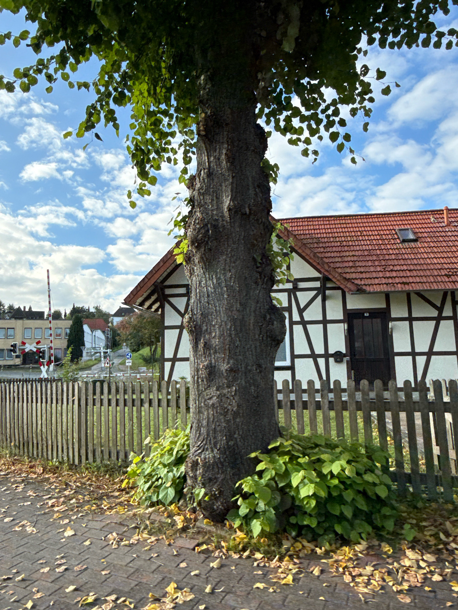 This image depicts a street scene in Osterode am Harz, Germany, featuring a large tree in the foreground. The tree's trunk is thick and textured, with its branches extending upwards and outwards, partially obscuring the sky. Green leaves are abundant on the tree, with some fallen leaves scattered on the paved sidewalk and a wooden fence. Behind the tree and fence, a half-timbered house with a red tile roof is visible. The house has white walls with dark wooden beams forming a geometric pattern. A dark wooden door is set into the facade, and a small skylight is present on the roof. Further in the background, a railroad crossing with red and white striped barriers and a signal light is situated near a modern-looking building with a row of windows. The sky is blue with scattered white clouds. The overall impression is a rustic yet organized environment.