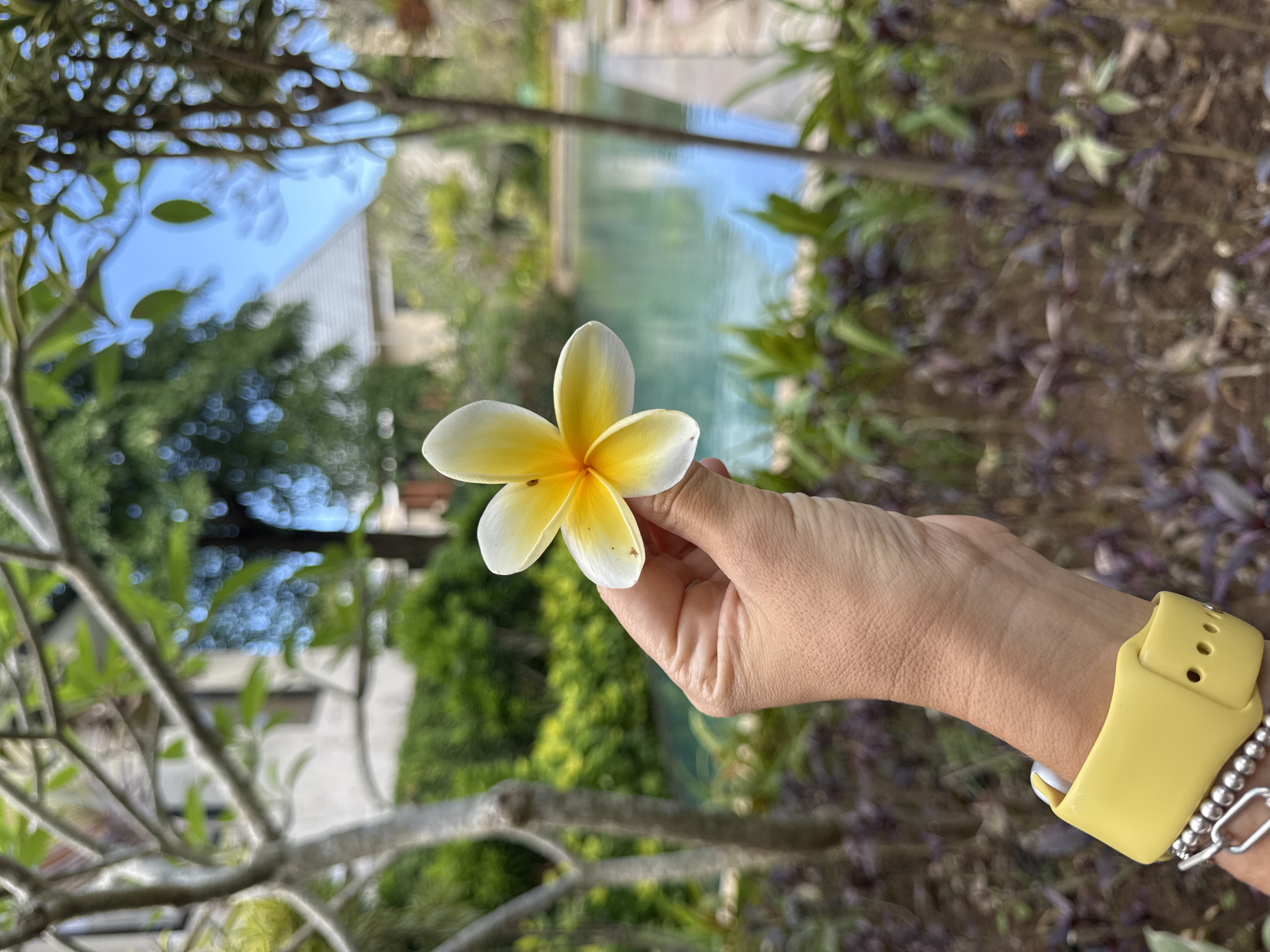 A hand holds a plumeria flower with white petals and a yellow center. The person wears a yellow watch and a silver bracelet. The background is blurred, but appears to be a landscape with trees, foliage, and a body of water. Based on visual indicators and the location provided, it's highly likely that the photo was taken in or near the Ayana Resort, Kuta Selatan, Bali, Indonesia, based on the style of architecture.