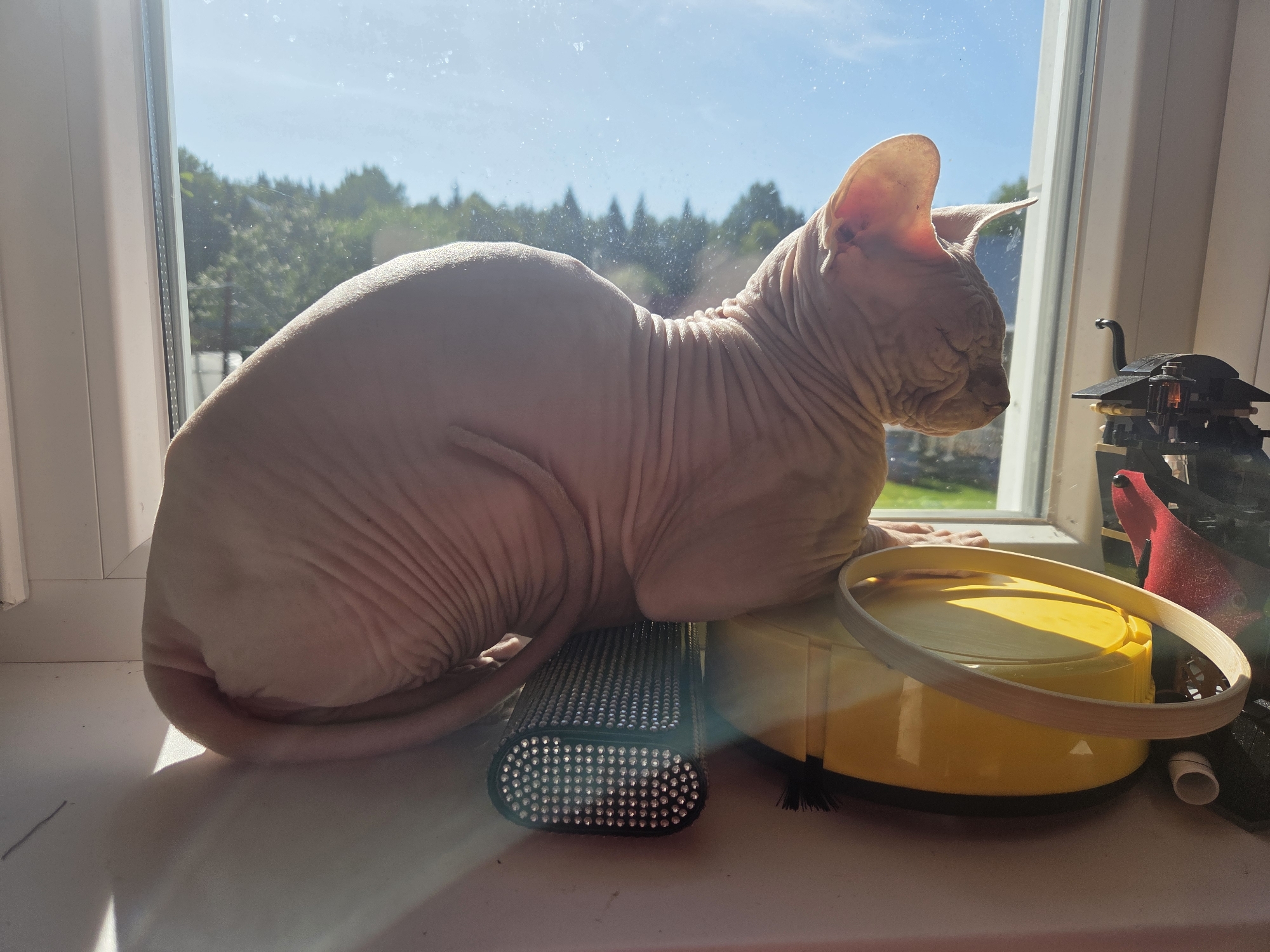 A Sphynx cat is perched on a windowsill in Frolovo, Russia, facing outwards towards a sunny, tree-lined landscape visible through the window. The cat is light-skinned with visible wrinkles and large ears. It is resting on top of a yellow circular object, possibly a container or a toy, and next to a grater-like object. To the right of the cat, a black LEGO model with red accents is visible. The windowsill itself appears to be dusty, with sunlight casting shadows and highlighting the textures of the cat's skin and the objects. The overall scene depicts a moment of quiet observation for the cat.