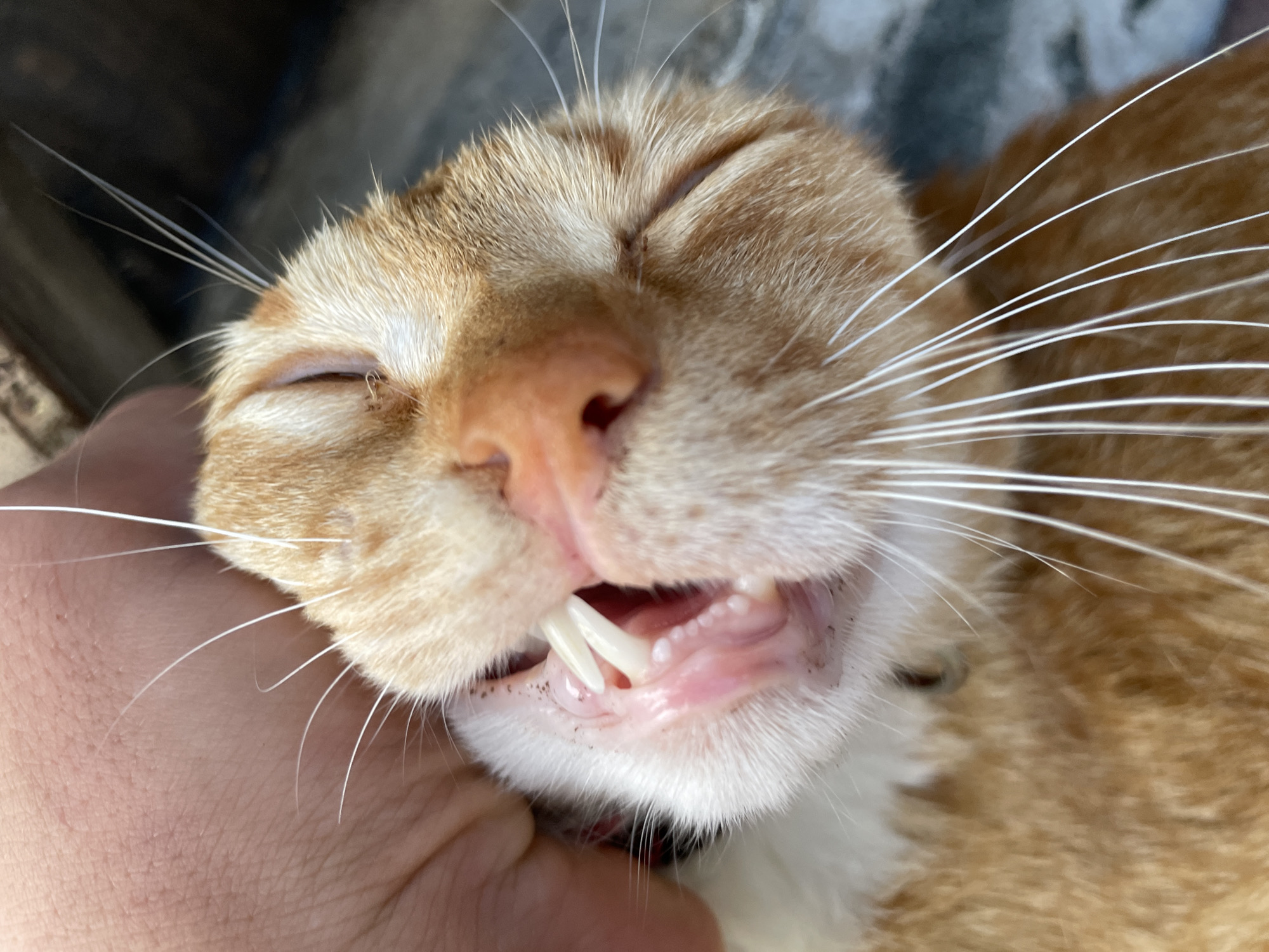 A close-up, aerial view captures an orange tabby cat's face as its mouth is held open by a human hand. The cat's eyes are closed, and its mouth reveals sharp canine teeth and smaller incisors. The surrounding fur is orange and white, with prominent white whiskers fanning out. The background appears to be an outdoor setting with a blurred, grayish-brown surface. The scene is devoid of any specific location markers indicating Zlatograd, Bulgaria.