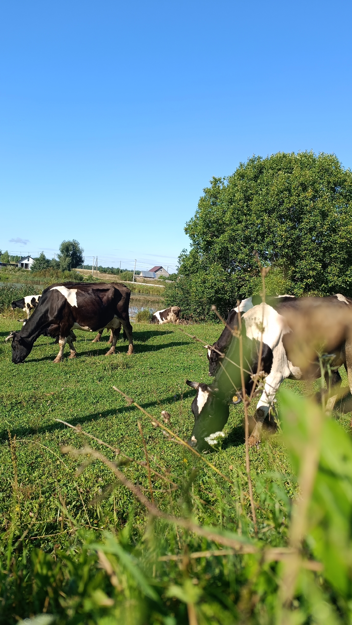 This image shows a rural landscape in Karsha, Russia, featuring several black and white cows grazing in a lush green field under a clear blue sky. In the background, there is a body of water, likely a pond or small lake, with reeds along its edge. Further in the distance, several houses and trees are visible, suggesting a village or rural settlement. A large, dense green tree dominates the right side of the frame, casting shadows on the grass. The foreground is filled with tall, dry grass and some green foliage, creating a sense of depth and natural texture. The overall scene depicts a peaceful, pastoral environment.