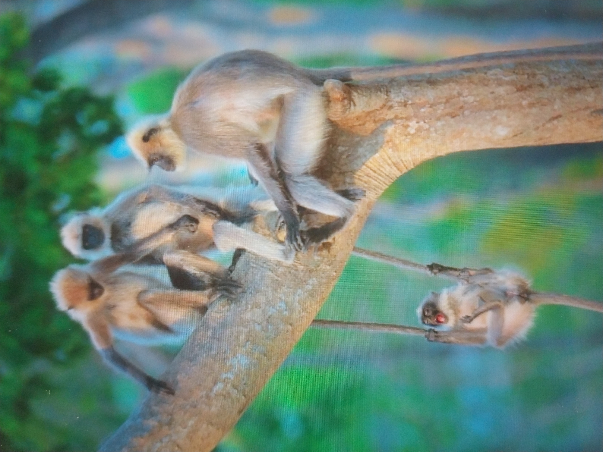 The image shows four langur monkeys perched on a tree branch. Three adult langurs are seated on the branch, while a younger langur hangs from two thinner branches below. The adult langurs are light brown and gray, with dark faces and light-colored fur around their necks. The younger langur is also light brown and appears to be mid-scream or mid-yawn. The background is a blur of green foliage and hints of blue, suggesting an outdoor, natural setting. The image does not contain any information to suggest the location is the city of Odesa, Ukraine.