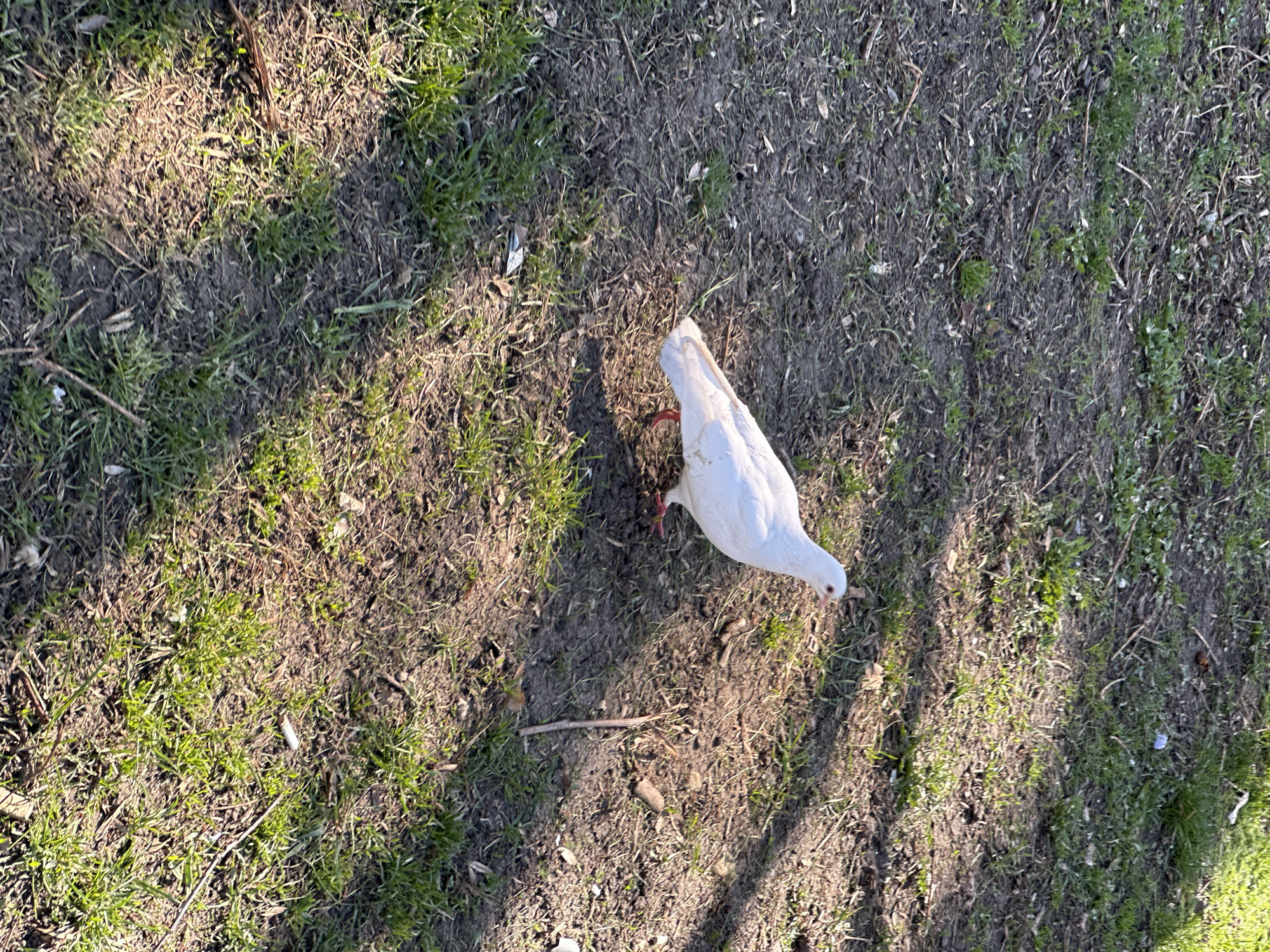 A white dove stands on a patch of ground covered with dirt, grass, and small twigs. The location appears to be an outdoor area, possibly a park or garden. The image was likely taken in Sofia, Bulgaria. The dove is facing downward, perhaps pecking at the ground. The lighting suggests a sunny day, with shadows visible. No people are visible.