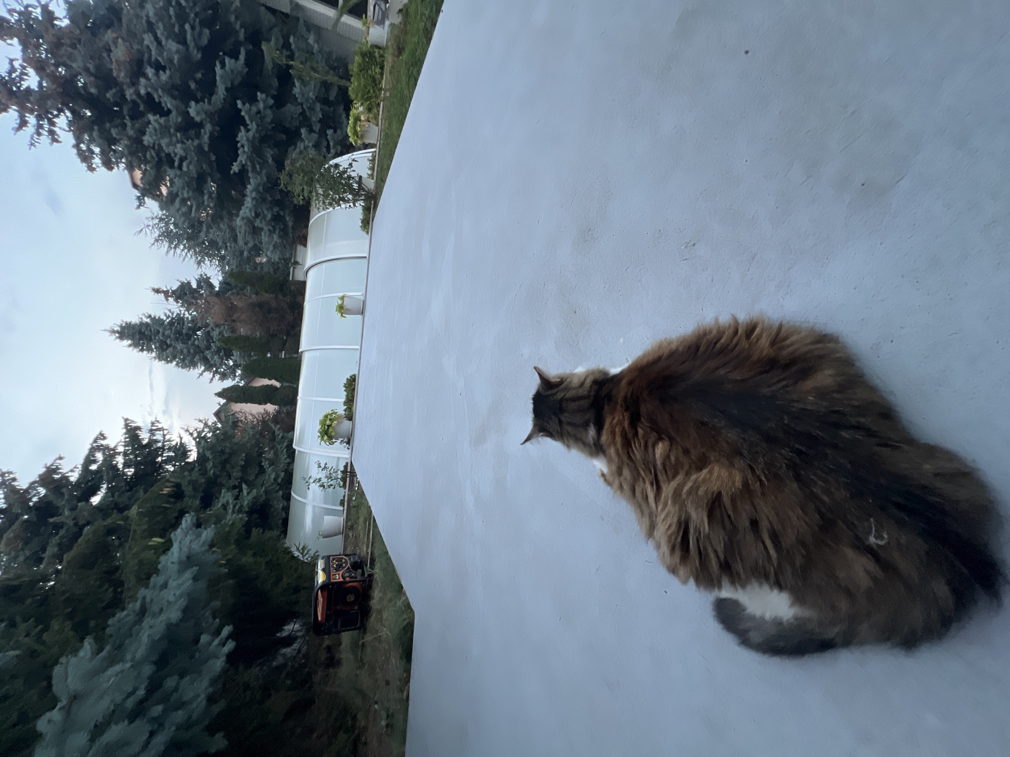 A fluffy, long-haired cat with brown and white fur sits facing away from the camera, looking towards a large, covered swimming pool in an outdoor setting. The pool enclosure is white and semi-transparent, with arched supports. Surrounding the pool are various evergreen trees, including tall pines and spruces, some appearing to be mature. To the left of the frame, partially obscured by foliage, is an orange and black portable generator. The ground in the foreground is a light grey, possibly concrete or asphalt. In the background, hints of buildings and more trees can be seen. The sky is overcast with some visible clouds. The image appears to be taken in a residential or recreational area. The location of Fontanka, Ukraine is not depicted or ascertainable from the image.