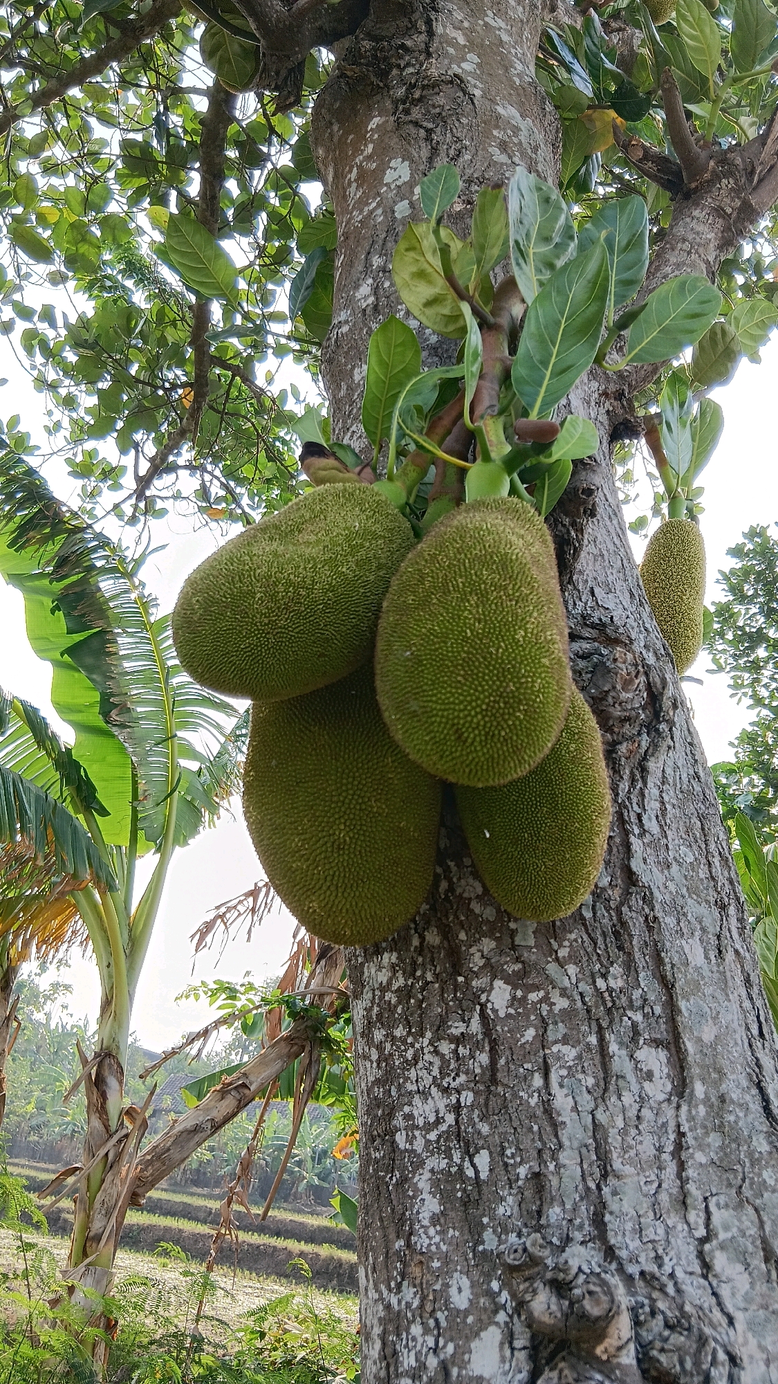 A cluster of five unripe jackfruits hangs from a thick, textured tree trunk, which dominates the center of the frame. The jackfruits are green and spiky, with one larger fruit at the bottom and four smaller ones above, two of which are partially obscured by leaves. Lush green leaves and branches are visible throughout the upper part of the image, some catching the bright sunlight. To the left of the tree trunk, a banana tree with large, elongated leaves stands prominently. In the background, a rural landscape unfolds, featuring tiered rice paddies and scattered vegetation, suggesting the location is the village of Slambur, Indonesia. The sky above is bright and overcast.
