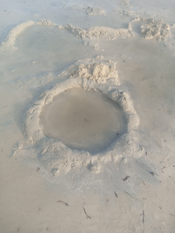The scene depicts a wet, sandy environment, identified as Shanzu ward, Kenya. The primary subject is a distinct, roughly oval-shaped depression in the sand, approximately 60 cm in its longest dimension, located in the foreground. This depression contains shallow, turbid, light-brown water. The perimeter of this feature is formed by a raised, irregular ridge of light-colored, wet sand, approximately 10-15 cm in height. In the mid-ground, multiple other shallower, less defined depressions or mounds of disturbed wet sand are visible. The overall sandy surface is light beige, appears fine-grained, and is saturated with water or covered by a very thin layer of water. Scattered fragments of dark organic debris, resembling small twigs or dried plant matter, are present on the wet sand, particularly towards the lower right. No individuals, animals, or man-made objects, beyond the disturbed sand formations, are present. No actions or interactions are depicted.