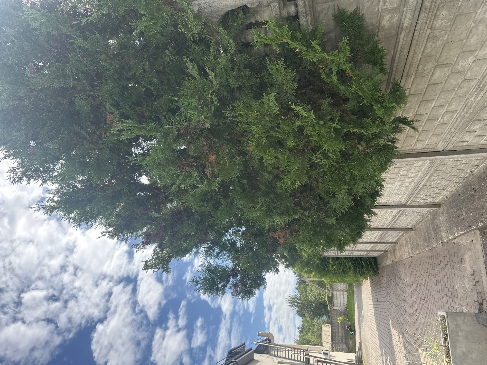 The image depicts an outdoor scene with a prominent evergreen tree and a decorative concrete fence in the foreground. To the left, a paved walkway made of brick runs alongside the fence, leading towards a building with an external metal staircase. In the background, more trees and a clear blue sky with scattered clouds are visible. The overall impression is that of a residential or commercial area. There are no people or animals visible in the frame, and no specific actions or interactions are occurring. The environment appears to be well-maintained and typical of a European setting. The presence of a concrete fence with a patterned design is a notable architectural element. The lighting suggests it is daytime, with sunlight illuminating the scene.