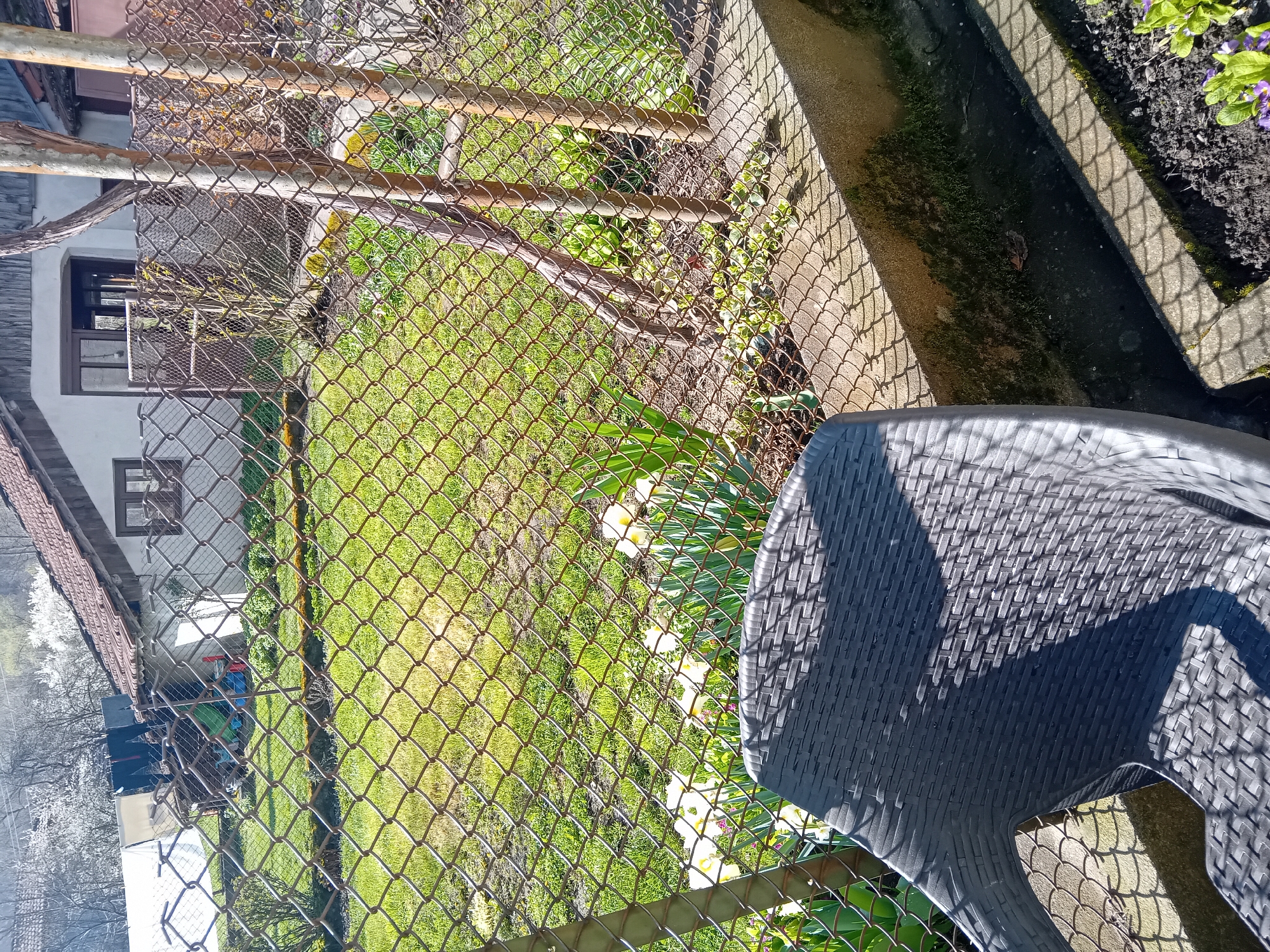 Here's a detailed description of the image:
**Location:** Unknown, Unknown
**Scene Description:**
The image shows an outdoor space, possibly a backyard or garden. A chain-link fence is a prominent feature, partially obscured by a portion of a dark gray plastic chair in the foreground. Behind the fence, there is a well-maintained green lawn with scattered white flowers. A house is visible in the background, showcasing white walls, a brown roof, and window details. The sunlight casts shadows on the scene. A concrete border or structure runs along the edge of the flower bed, covered in moss.