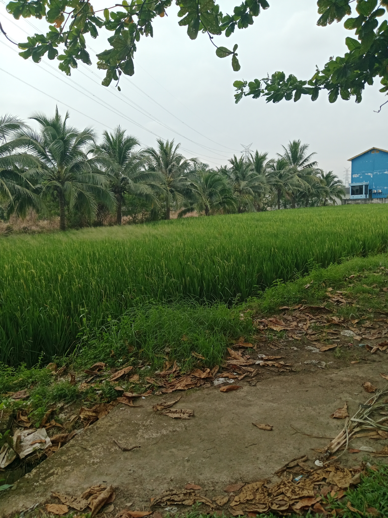 The image captures a rural scene in the City of Binjai, Indonesia, on an overcast day. In the foreground, a dirt path is visible, scattered with dry brown leaves. To the left of the path, a small amount of green grass grows. A lush green rice paddy fills the middle ground, extending horizontally across the frame. Beyond the rice paddy, a line of coconut palm trees stands tall, their fronds rustling. In the background, a bright blue building with white window frames is situated on the right side, suggesting it might be a factory or industrial facility. Power lines crisscross the sky, and distant transmission towers are faintly visible. The overall impression is one of an agricultural landscape bordering industrial development. There are no people or animals present in the image.