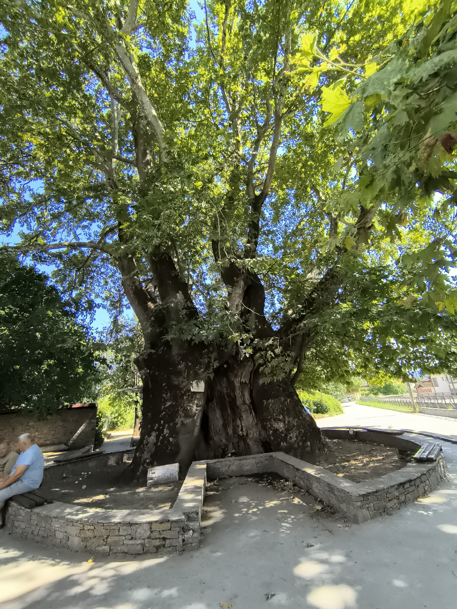 The image depicts a large, ancient tree with a massive, gnarled trunk, its branches laden with green leaves, set against a bright blue sky. The tree is surrounded by a low, curved stone wall, with a paved area in front of it. Two individuals are seated on a bench to the left of the tree. One person, wearing a blue shirt and light-colored pants, is looking down. The other person, wearing a beige shirt, is partially visible. The setting appears to be a public space, possibly a park or town square, with a road and buildings visible in the background. The overall atmosphere is serene and bathed in sunlight. The tree is located in the village of Garmen, Bulgaria, a place known for its natural beauty and historical significance.