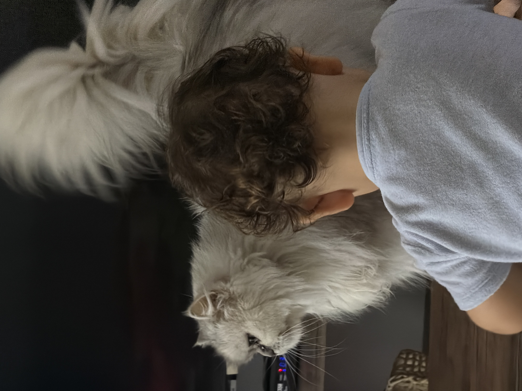 The image shows a light-colored Persian cat with fluffy fur, looking to the left. In the foreground, the back of a young child is visible, wearing a light blue t-shirt. The child's dark, curly hair is in focus. The background is dark and out of focus, but a shelf with some objects can be partially seen. The scene appears to be indoors, likely in a domestic setting. No specific location in Sharm El Sheikh, Egypt, can be identified from the image.