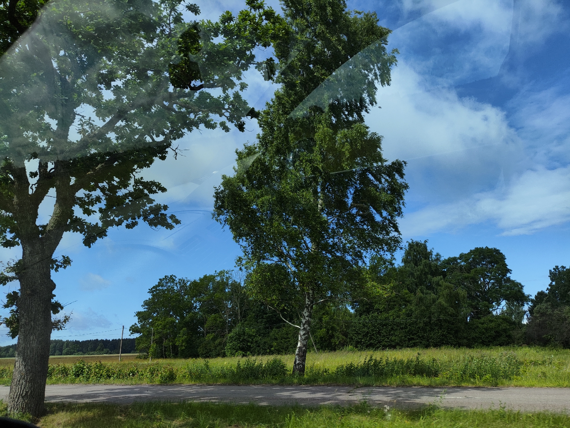 The image depicts a roadside view in Lāņi, Latvia. In the foreground, a paved road runs horizontally across the frame, with grassy verges on either side. To the left, a large, mature tree with a thick, gnarled trunk dominates the foreground, its branches extending upwards and casting shadows. To the right of this tree, a slender birch tree stands out with its characteristic white bark. Beyond the road and grass, a meadow stretches out, dotted with various green shrubs and tall grasses. In the mid-ground, a dense line of lush green trees forms a natural barrier. In the background, a light-colored field is visible, possibly agricultural land, with a dark line of trees forming the horizon. The sky above is a vibrant blue, with scattered white clouds. The scene appears to be captured on a clear, sunny day, with the sunlight filtering through the leaves of the trees, creating a dappled effect. The overall impression is one of a peaceful rural landscape.