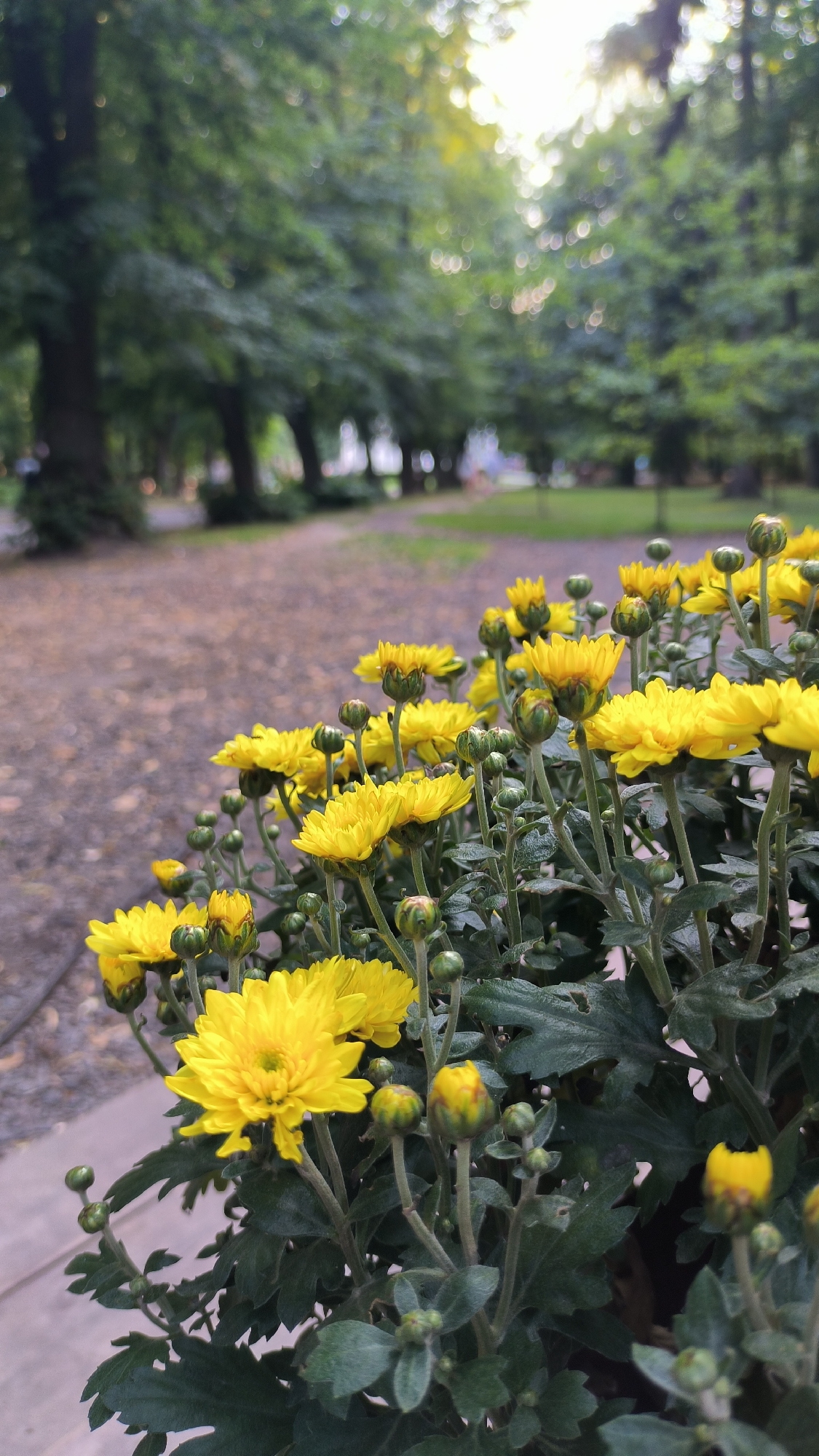 The image shows a cluster of vibrant yellow chrysanthemums in the foreground, some in full bloom and others as buds. The flowers are a rich, sunny yellow, with many delicate petals. They are set against a backdrop of lush, dark green foliage.
Behind the flowers, a path covered with fallen leaves is visible, suggesting an autumnal setting. This path leads into a park-like area lined with tall, mature trees with dense green canopies. The light filtering through the trees suggests it is daytime, possibly late afternoon, with a soft, diffused sunlight.
The composition is oriented vertically, with the flowers occupying the lower right portion of the frame and the trees extending into the upper left. The background is blurred, creating a bokeh effect, which emphasizes the sharpness and detail of the flowers in the foreground. The overall scene evokes a sense of natural beauty within an urban park.
Considering the visual elements, this scene could be located in Lviv, Ukraine. Parks with mature tree-lined avenues and pathways are characteristic of Lviv's many green spaces, such as Stryiskyi Park or the park around Lychakiv Cemetery, where such floral displays and mature trees are common. The presence of chrysanthemums further suggests a common horticultural practice in the region, particularly during autumn.