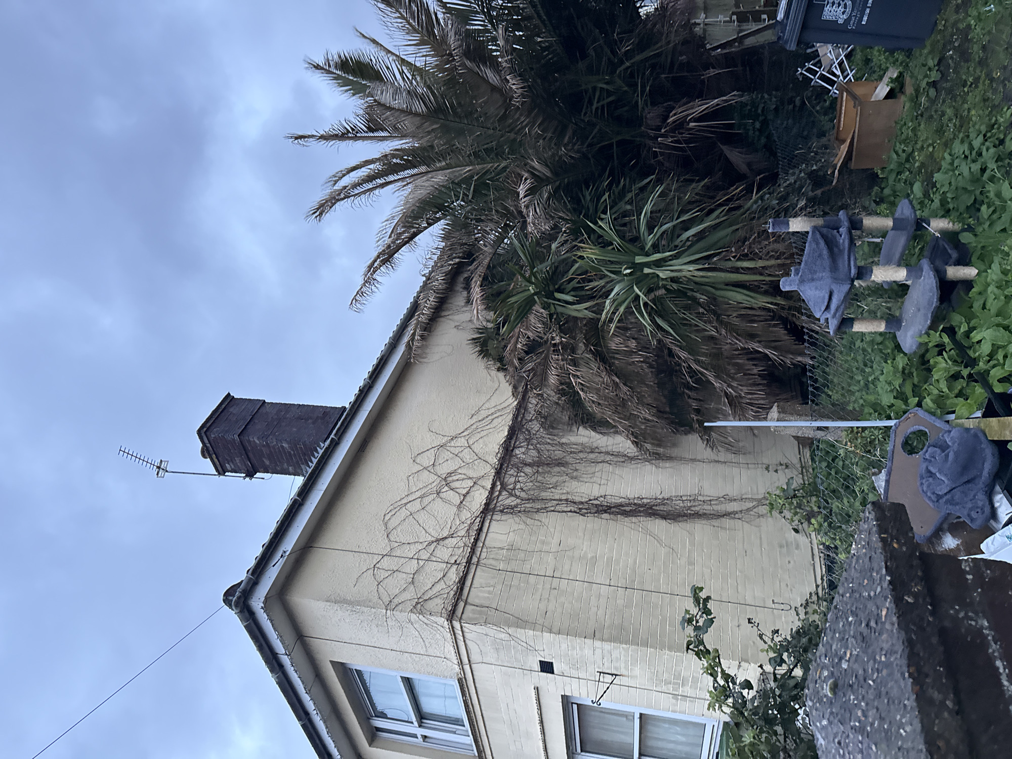 The image depicts the exterior of a cream-colored building under a cloudy sky. A large palm tree obscures part of the upper facade. Vines are growing on the building's wall. Windows are visible on the lower portion of the building. A chimney with an antenna is located on the roof. Overgrown vegetation and debris are present in the foreground. A fence and some items are visible in the yard area to the right of the building. The image is taken from a low angle. It is not possible to confirm the city of Great Yarmouth, United Kingdom, as the location from the image alone.