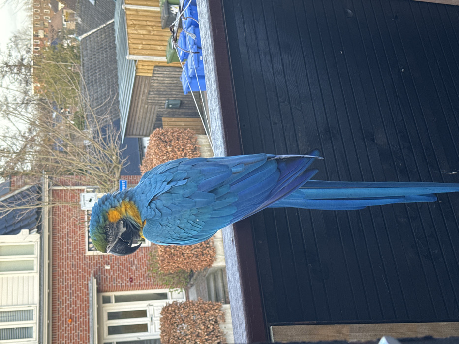 A Blue-and-yellow Macaw (Ara ararauna) is perched on a dark-colored, horizontal railing or fence top, observed from a slightly elevated viewpoint. The bird is oriented towards the left side of the frame, with its back and long, blue tail feathers angled towards the viewer. Its plumage exhibits vibrant blue on the body and tail, distinctive yellow feathers on its facial cheeks, and green-blue coloration on its crown, with a prominent black beak.
The scene depicts a residential area in Sliedrecht, Netherlands. In the mid-ground, across what appears to be a street, stands a two-story red brick house featuring white window frames and a white double door. Brown, leafless hedges are situated in front of the house. A partially visible blue street sign and a white sign with a black symbol are affixed to a pole near the house. Bare deciduous trees are visible throughout the background. Further in the distance, additional residential buildings with dark roofs, various wooden fences, and several blue recycling bins are discernible, with a clothesline extending across the background. The environment is illuminated by natural daylight. No individuals are present in the frame.