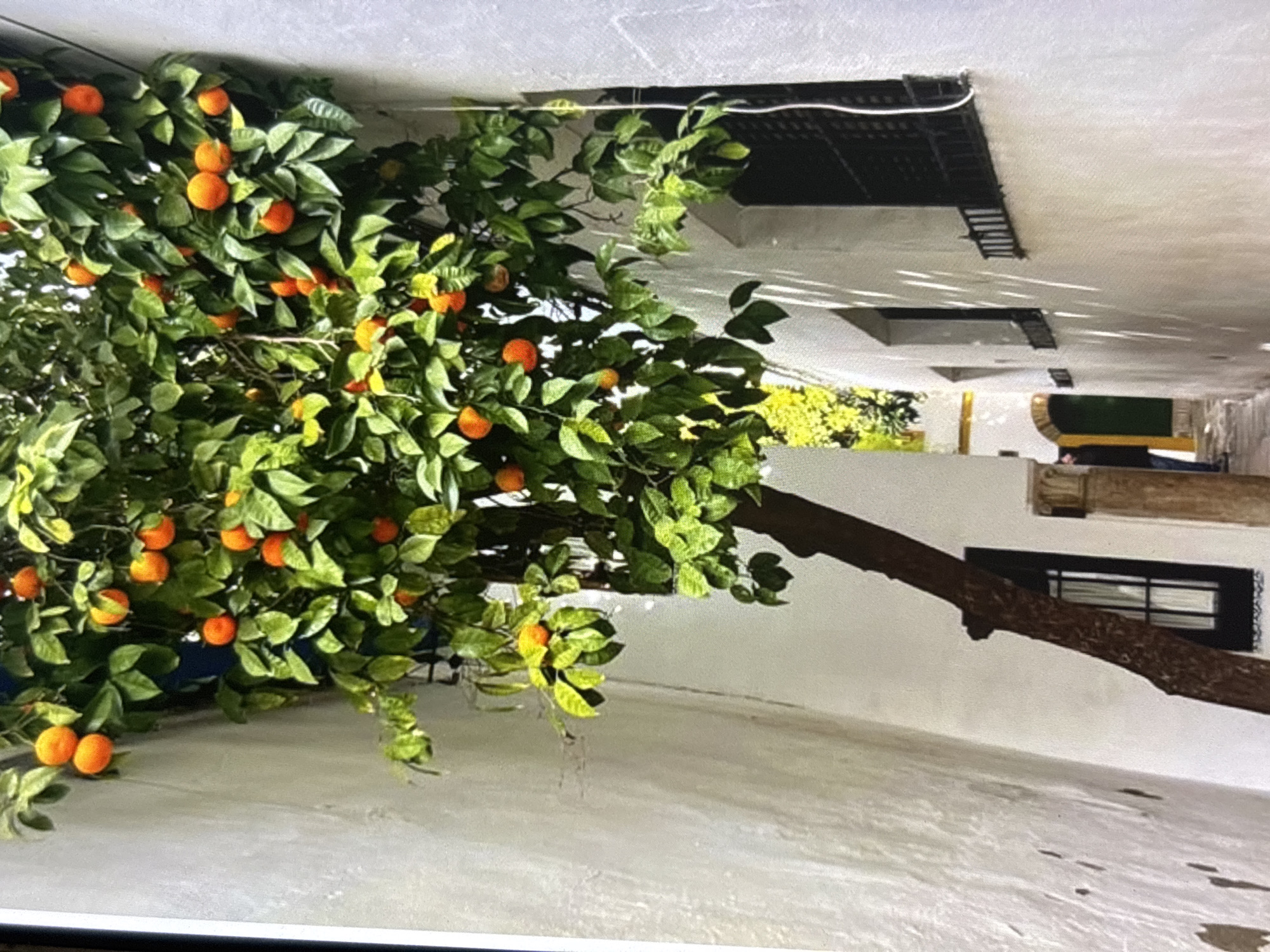 The image depicts a narrow alleyway with whitewashed walls in Orihuela, Spain. A tree with green leaves and several ripe orange fruits hangs over the alleyway from the left side. The tree's trunk is dark and gnarled, leaning into the alley. On the right side of the alley, there are two windows with dark shutters. A glimpse of a yellow archway and a green door is visible in the distance, suggesting another courtyard or area beyond. The lighting suggests it is daytime, with shadows cast on the walls. There are no visible people or animals in the immediate scene.