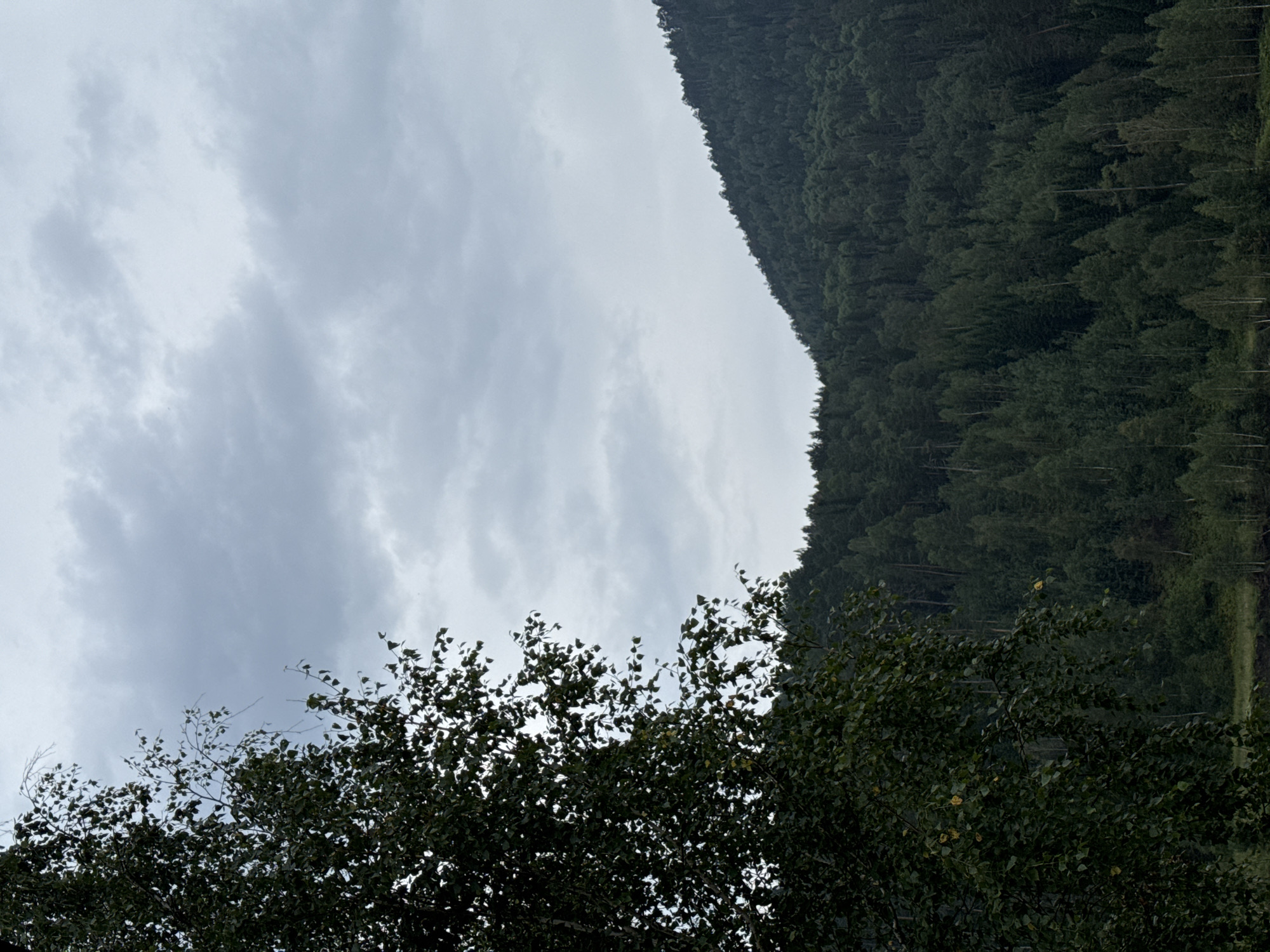 The image shows a view of a dense, evergreen forest covering a hillside under a cloudy sky. In the foreground, the branches of a deciduous tree, likely a birch given its light-colored bark, are visible on the left side of the frame. The leaves on this tree appear dark green, with a few showing hints of yellow, suggesting it may be late summer or early autumn. The forest on the hillside is a uniform dark green, with the trees tightly packed together. The sky is overcast, with varying shades of gray clouds. There are no people or man-made structures visible in the scene. The location is identified as Ust-Mana, Russia.