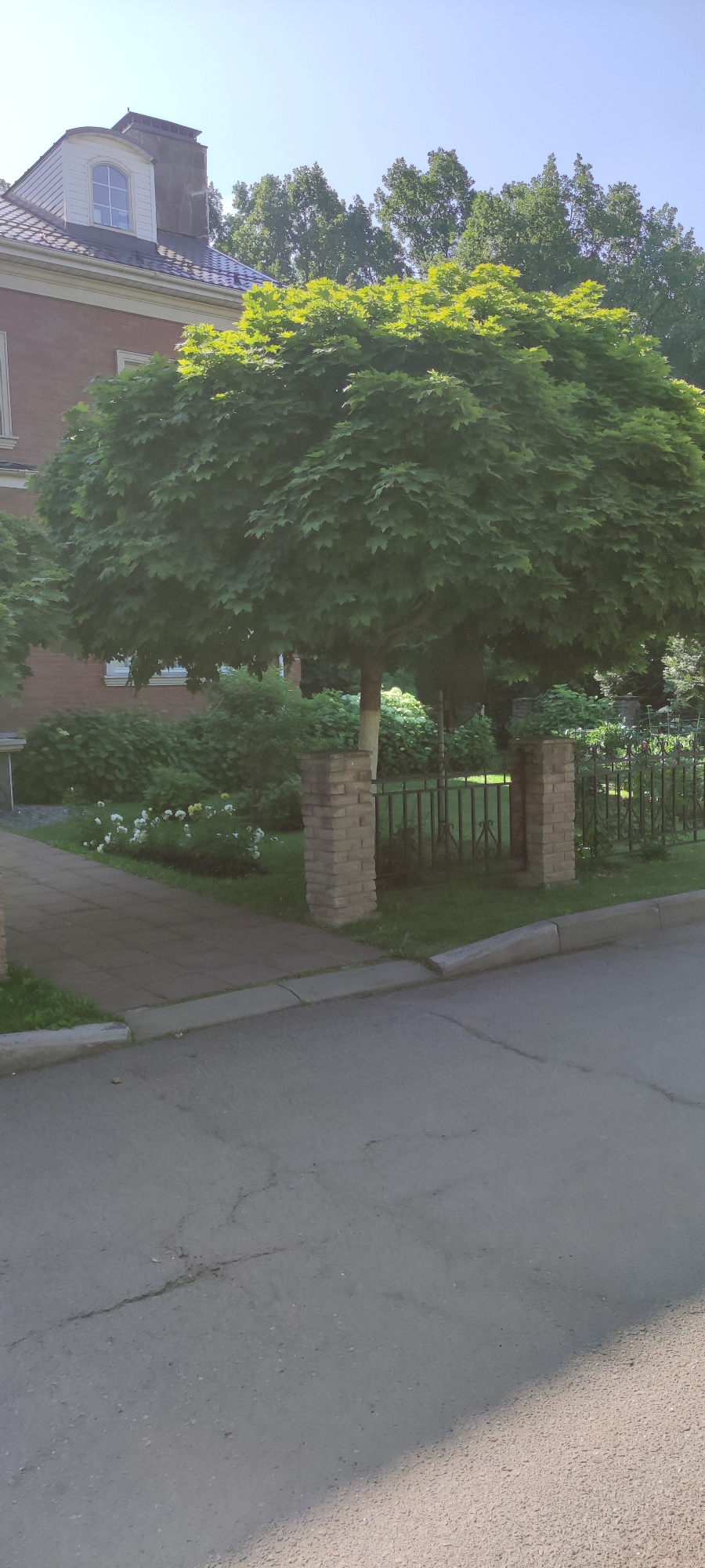 A low-angle outdoor shot captures a lush green tree with a rounded canopy dominating the center of the frame. The tree has a white trunk, partially visible, and its leaves are a vibrant green. The scene appears to be a well-maintained yard or garden in front of a building. To the left, the upper portion of a red brick building with white trim and a dormer window is visible under a clear, bright blue sky, suggesting it is daytime with good weather.
In the foreground, a paved walkway runs diagonally from the lower left towards the center of the image. This walkway is bordered by a curb and then a section of grey asphalt road. To the right of the walkway, a black metal fence is visible, supported by two brick pillars. The fence encloses a grassy area with some small white and yellow flowers scattered amongst the grass. Behind the tree and fence, more dense greenery suggests further landscaping or a wooded area.
The overall impression is a tranquil and serene outdoor setting, likely a residential area. The sunlight suggests it is late morning or early afternoon. No people or specific activities are depicted, and there is no visible text in the image. The location context provided is Rosinka, Russia.