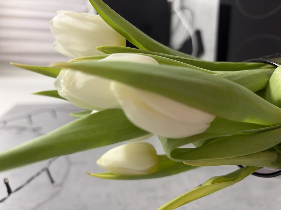 The scene depicts a close-up, vertical composition of a floral arrangement featuring at least four white tulips in a dark vase. The tulips exhibit cream-colored or off-white petals, with some still in a budded state and others partially open. Prominent green stems and leaves surround the blossoms, with one lower leaf showing a slight yellowing. The tulips are contained within a dark, possibly black or dark gray, cylindrical vase, partially visible at the bottom center. The background is rendered out of focus, revealing blurred string lights against a light-toned wall or surface in the upper left. To the right, a dark, flat surface, likely a countertop or table, is visible, supporting a white cable and an indistinct dark object, possibly an electronic device. No human subjects are present. The event is situated indoors in the city of Ковалёво, Russia.