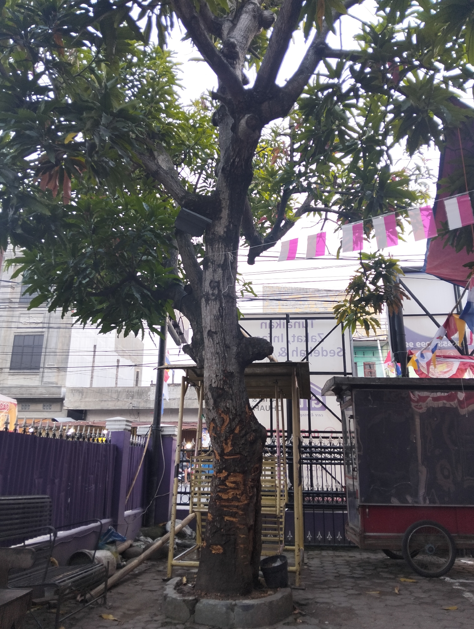 An outdoor scene in the City of Medan, Indonesia, features a large tree with green foliage in the foreground. The tree's trunk shows rough bark with some scraped areas. Behind the tree, a purple corrugated metal fence runs horizontally. A metal bench is situated to the left of the tree. A yellow metal structure, possibly a stall or a temporary shelter, is positioned near the tree's base. Beyond the fence, buildings with windows and overhead electrical wires are visible. Decorative flags, pink and white, are strung across the upper portion of the image. A food cart with a black panel and red trim, and a single wheel, is located on the right side of the scene. The ground is paved with interlocking bricks.