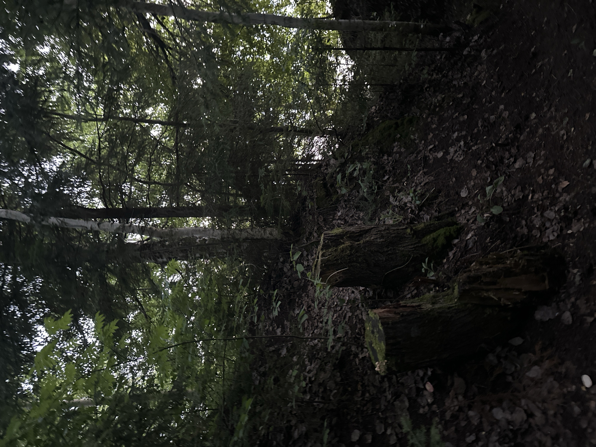 The image depicts a forest scene with dense foliage and a dirt path. Two tree stumps covered in moss are visible in the foreground, situated on a slope. The trees are tall and leafy, with some light filtering through the canopy. The ground is covered with fallen leaves and dirt. There are no people or animals present in the image. The location is described as being in the city of Gory, Russia.