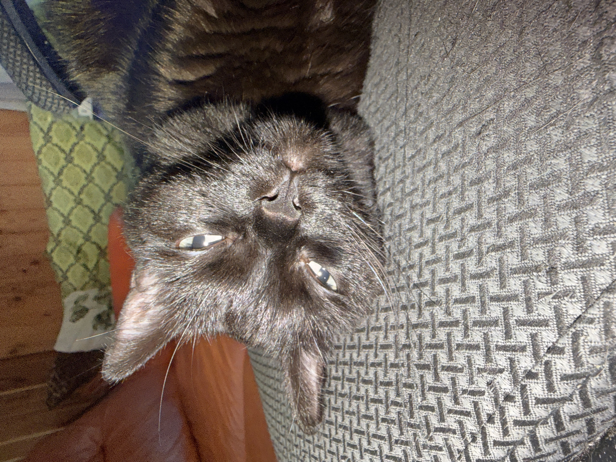 A close-up, eye-level shot shows a black cat lying on a patterned gray surface. The cat is partially obscured by the frame and positioned at a diagonal angle, with its head to the left of the image. Its fur is dark and appears somewhat glossy due to lighting. The cat's eyes are open, with visible pupils and irises. A few long whiskers extend from its muzzle. The background is out of focus, revealing hints of a wooden surface and some green and orange fabric. The surface the cat is resting on has a repeating geometric pattern in a darker shade of gray. No specific location in Novosibirsk, Russia, can be determined from the image.