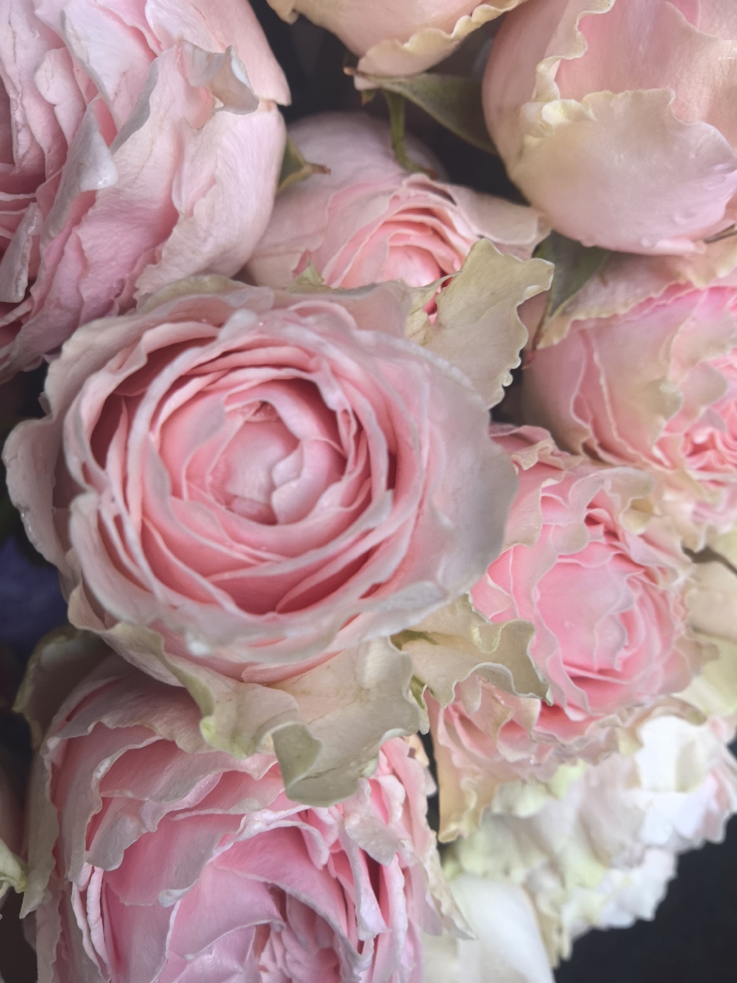 The image depicts a close-up composition of multiple light pink roses, reportedly located in Sarapul, Russia. The flowers exhibit a range of pink hues, from saturated pastel tones in their tightly wound centers to paler, almost cream-colored outer petals, some with subtle green edges. Numerous small, clear water droplets are visible on the surfaces of various petals. A prominent rose in the upper-middle section is in sharp focus, clearly illustrating its spiral petal arrangement. Other roses are present throughout the frame, slightly out of focus, contributing to a dense floral cluster. The background is uniformly dark and indistinct, providing strong contrast to the illuminated flowers. No human subjects, animals, man-made objects other than the flowers, or specific environmental features beyond the floral arrangement are discernible within the frame.