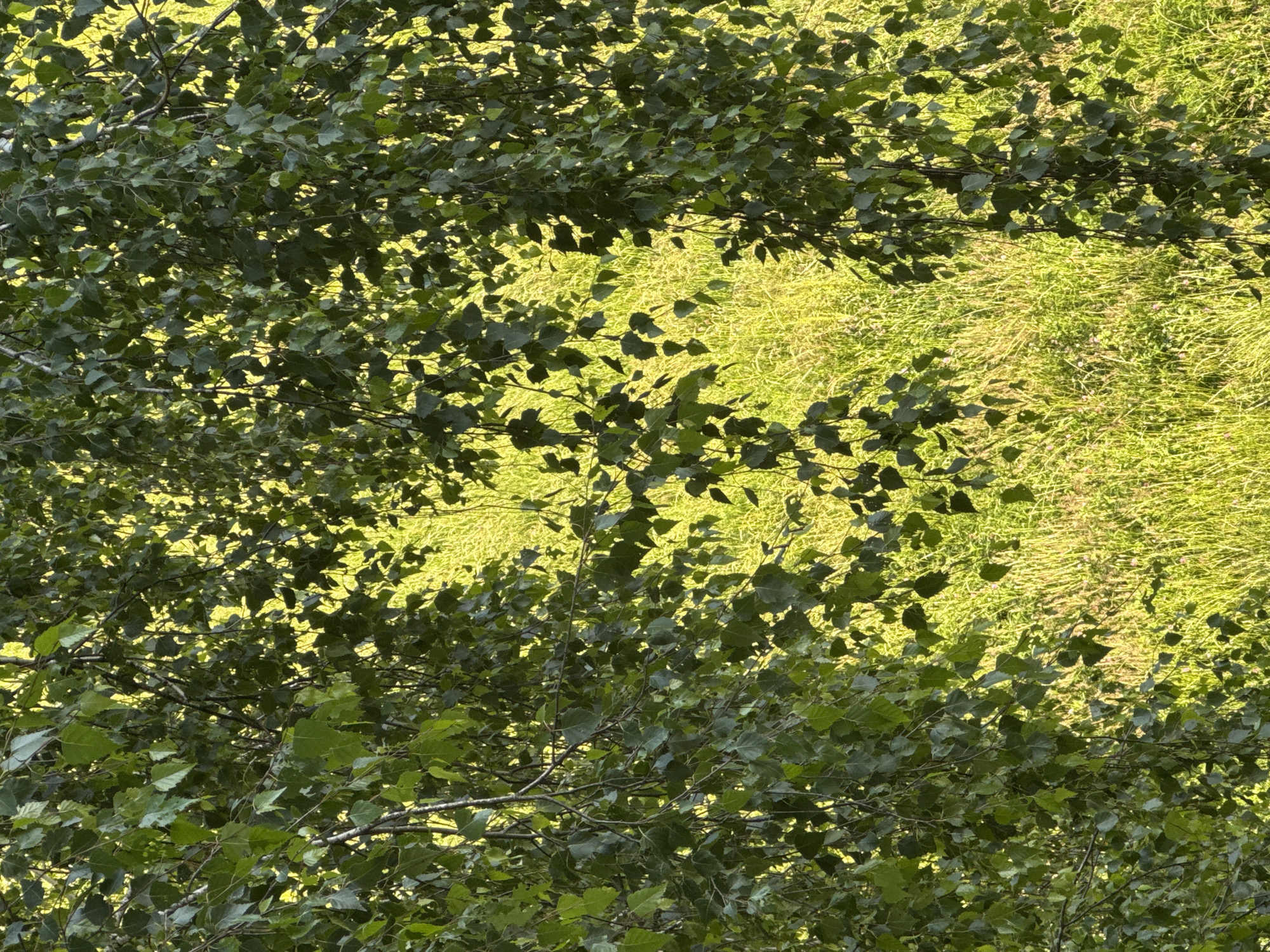 The image shows a close-up view of green leaves and branches of a tree, likely birch, with a bright, sunlit meadow or field visible in the background. The foliage of the tree is dense, obscuring much of the background. The meadow is filled with tall, green grass, some of which appears lighter in color due to the sunlight. Small, indistinct purple flowers are scattered throughout the grass. The lighting suggests it is daytime, possibly late afternoon, with the sun filtering through the leaves and illuminating the field. The scene is located in the forest area of Яромінскі сельскі Савет, Belarus. No people or animals are visible in the image.