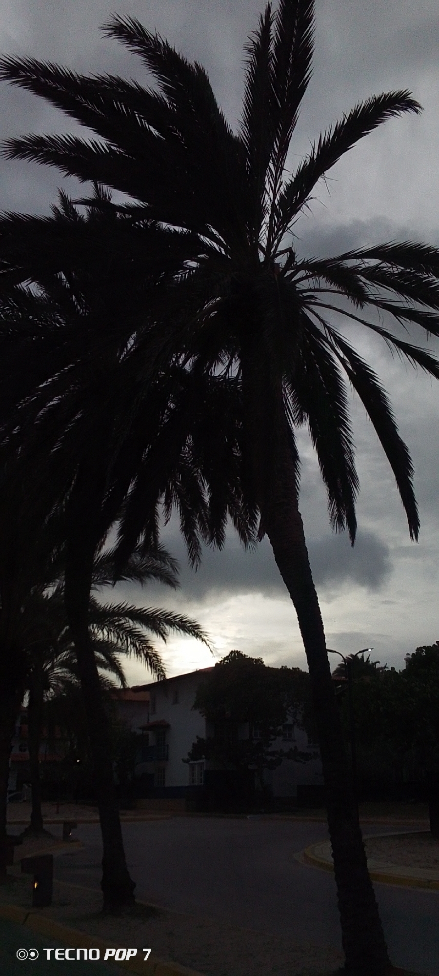 Image of a city street in Pedro González, Venezuela, at dusk. In the foreground and midground are silhouetted palm trees. A road with a yellow curb runs through the scene. A building with a light-colored facade is visible in the background. The sky is overcast. A lamppost is visible near the building. The words "TECNO POP 7" appear in the lower left corner.