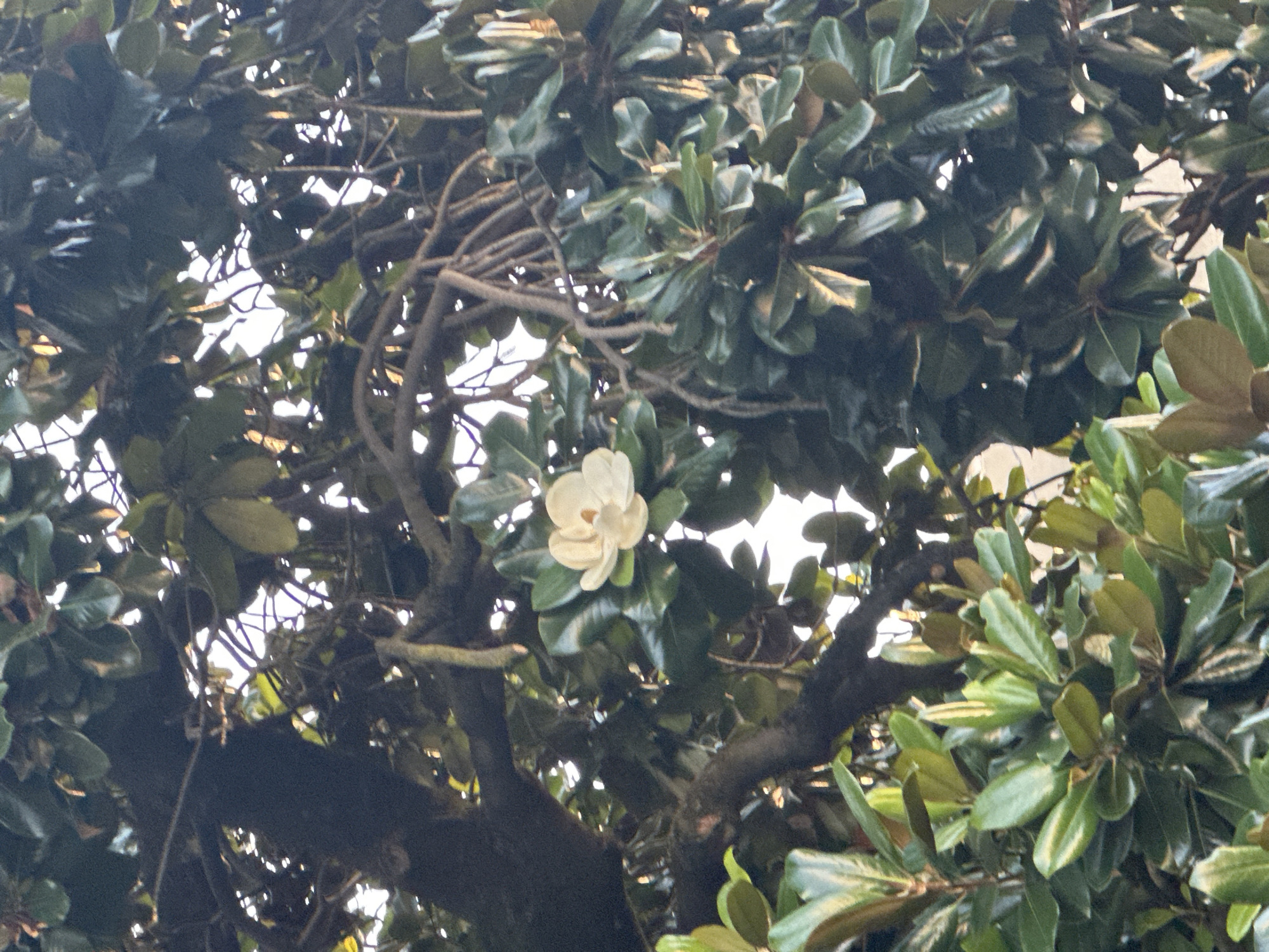 This is a close-up, eye-level, outdoor photograph of a single white magnolia flower in bloom, nestled amongst the glossy, dark green leaves of a magnolia tree. The flower is centered in the frame, with its creamy white petals unfurled, revealing a hint of yellow at its core. The branches of the tree are dark and woody, crisscrossing the background. Sunlight filters through the leaves and branches, creating highlights and shadows, and the bright sky is visible in some of the gaps. The image does not contain any people or indications of a specific location within the city of Sochi, Russia. The focus is solely on the natural beauty of the magnolia blossom and foliage.