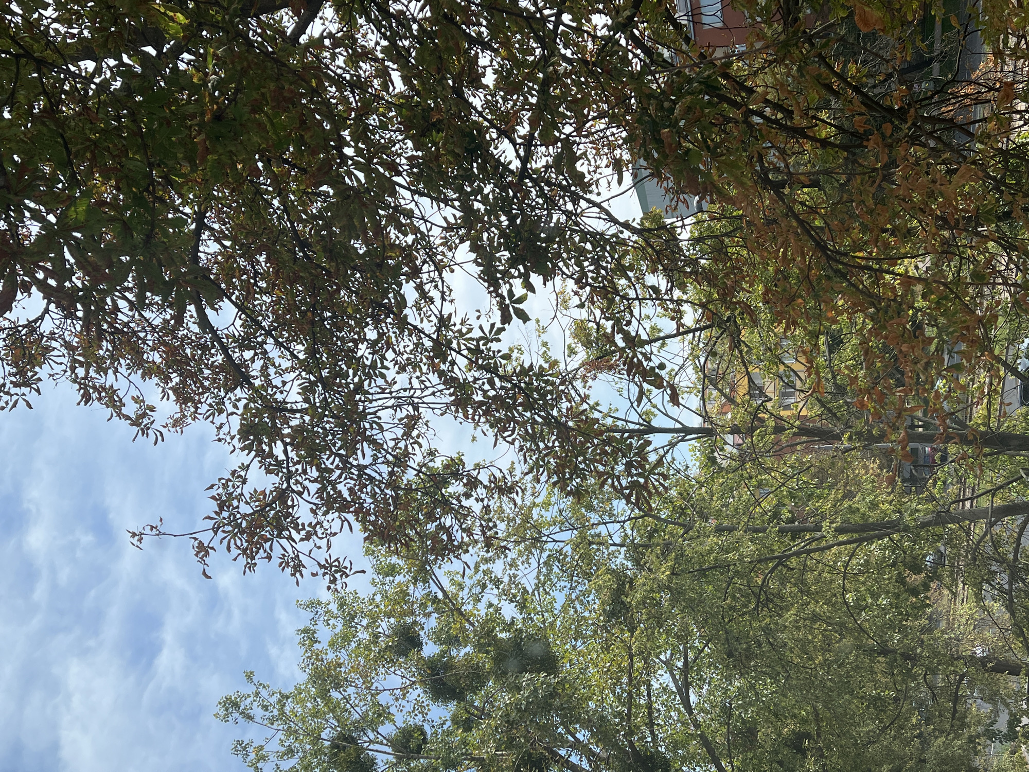 The image captures a view of trees against a cloudy sky, with buildings visible in the background. The trees are in various stages of autumn foliage, with some leaves still green and others displaying shades of brown and orange. There are no people or animals visible in the scene. The buildings appear to be residential or commercial structures, with some showing colorful facades. The overall impression is a typical urban landscape in autumn.
The provided information states that this image was taken in Warsaw, Poland. While the image itself does not contain any explicit identifiers of its location, it is consistent with an urban environment in Poland during the autumn season.
