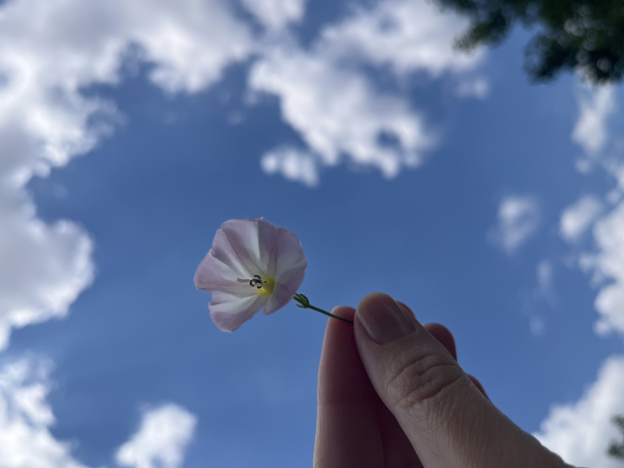 An extreme close-up, low-angle shot shows a person's hand holding a single, delicate, light pink and white flower stem. The flower is funnel-shaped with prominent dark stamens and pistil in the center. The stem is thin and green. The background is a bright blue sky filled with fluffy white clouds. The bottom right corner of the image shows a blurry, dark green tree. The image appears to have been taken outdoors on a sunny day.