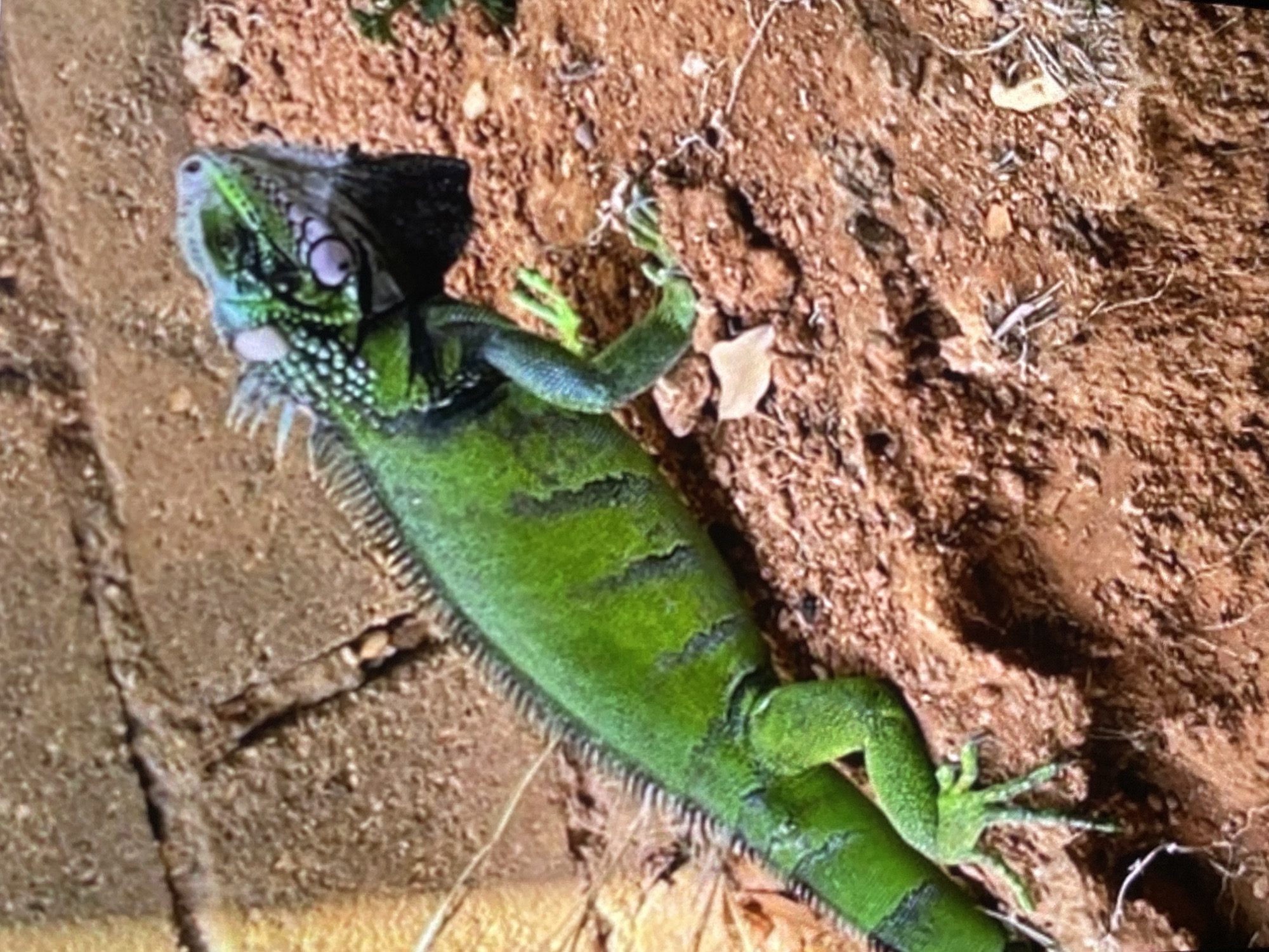 A green iguana lies on an earthen surface in what appears to be an outdoor environment. The iguana is oriented diagonally, with its head at the upper left and its tail at the lower right. The earthen surface is textured, with varying shades of brown. The location is Tinaquillo, Venezuela. No people or interactions are observed.